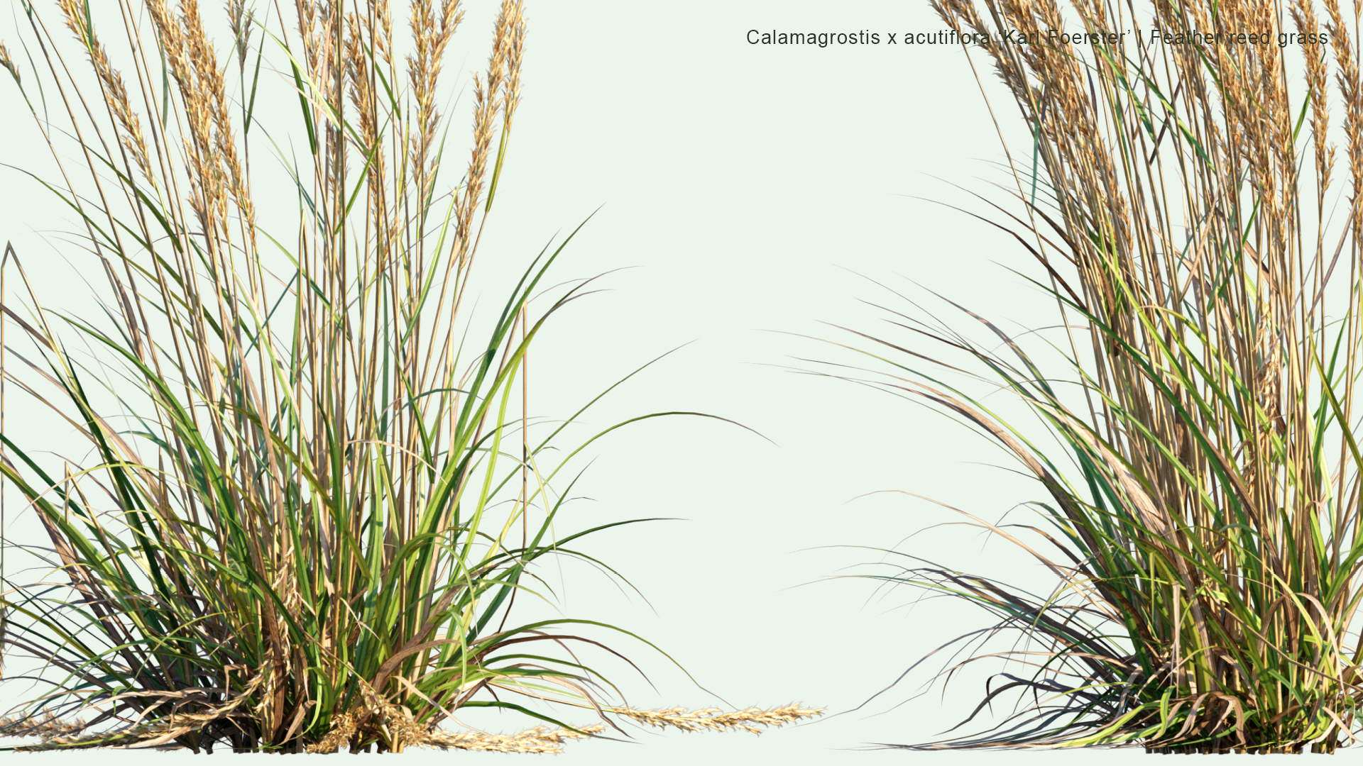 2D Calamagrostis x Acutiflora 'Karl Foerster' - Feather Reed Grass