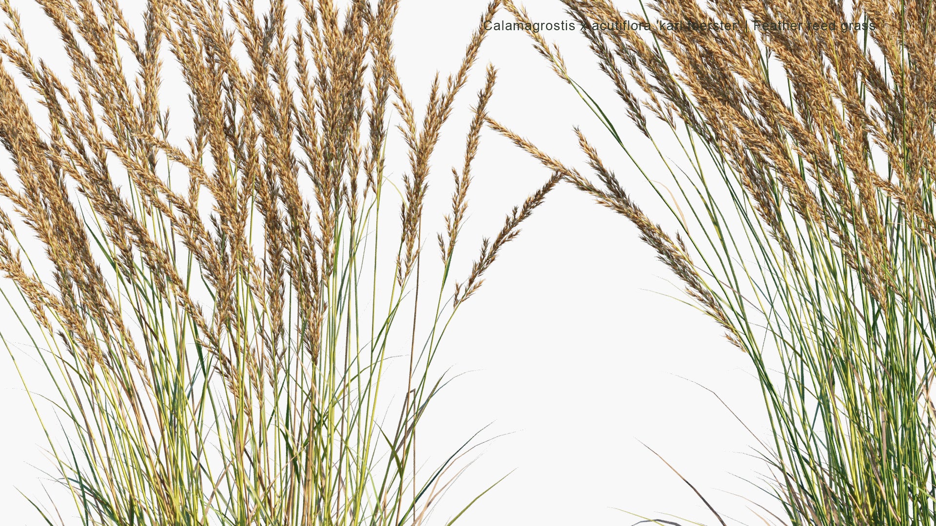 Low Poly Calamagrostis x Acutiflora 'Karl Foerster' - Feather Reed Grass (3D Model)