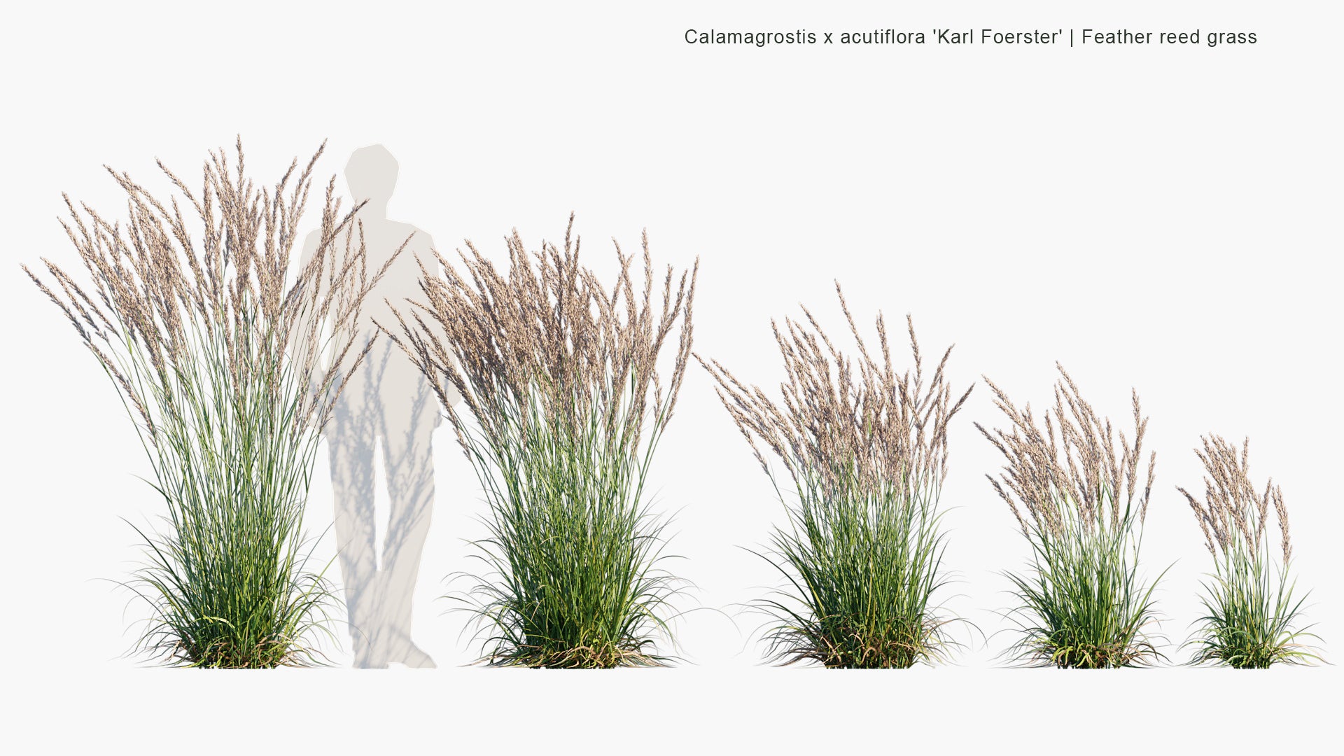 Calamagrostis x Acutiflora 'Karl Foerster' 3D Model