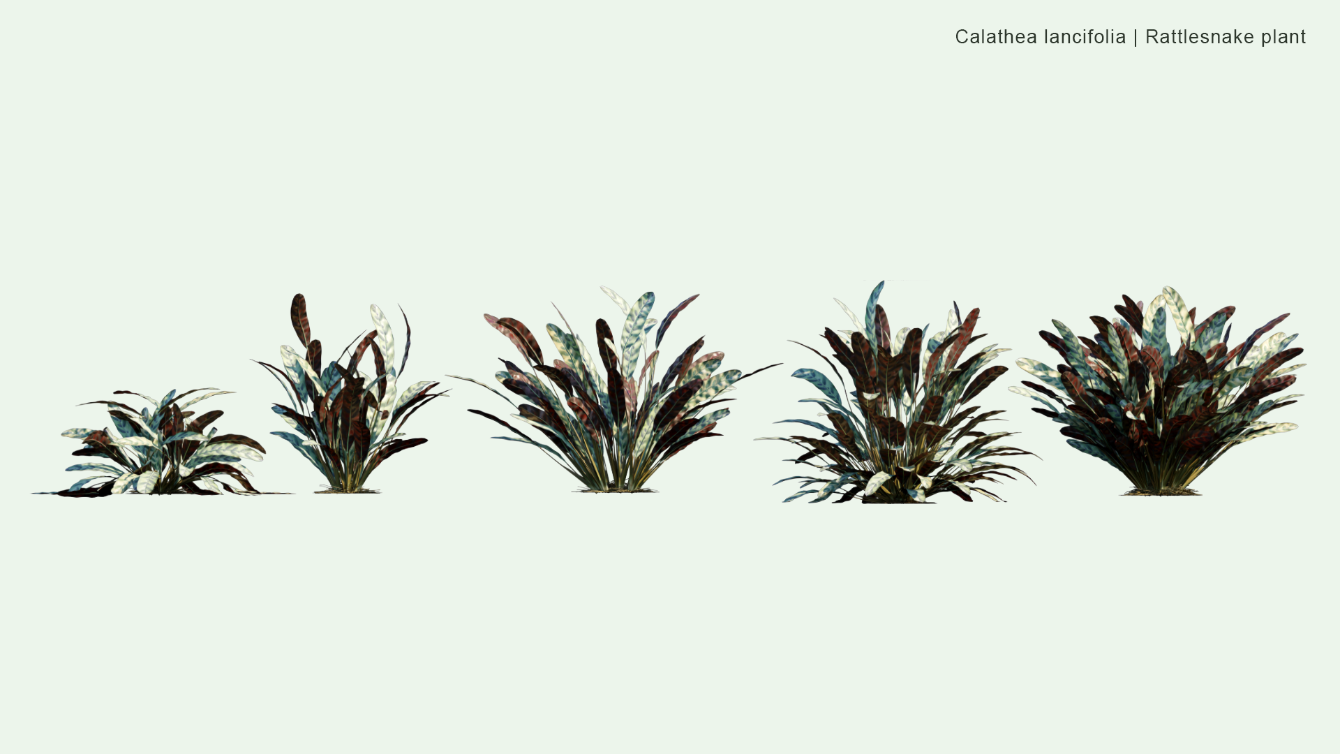 2D Calathea Lancifolia - Rattlesnake Plant