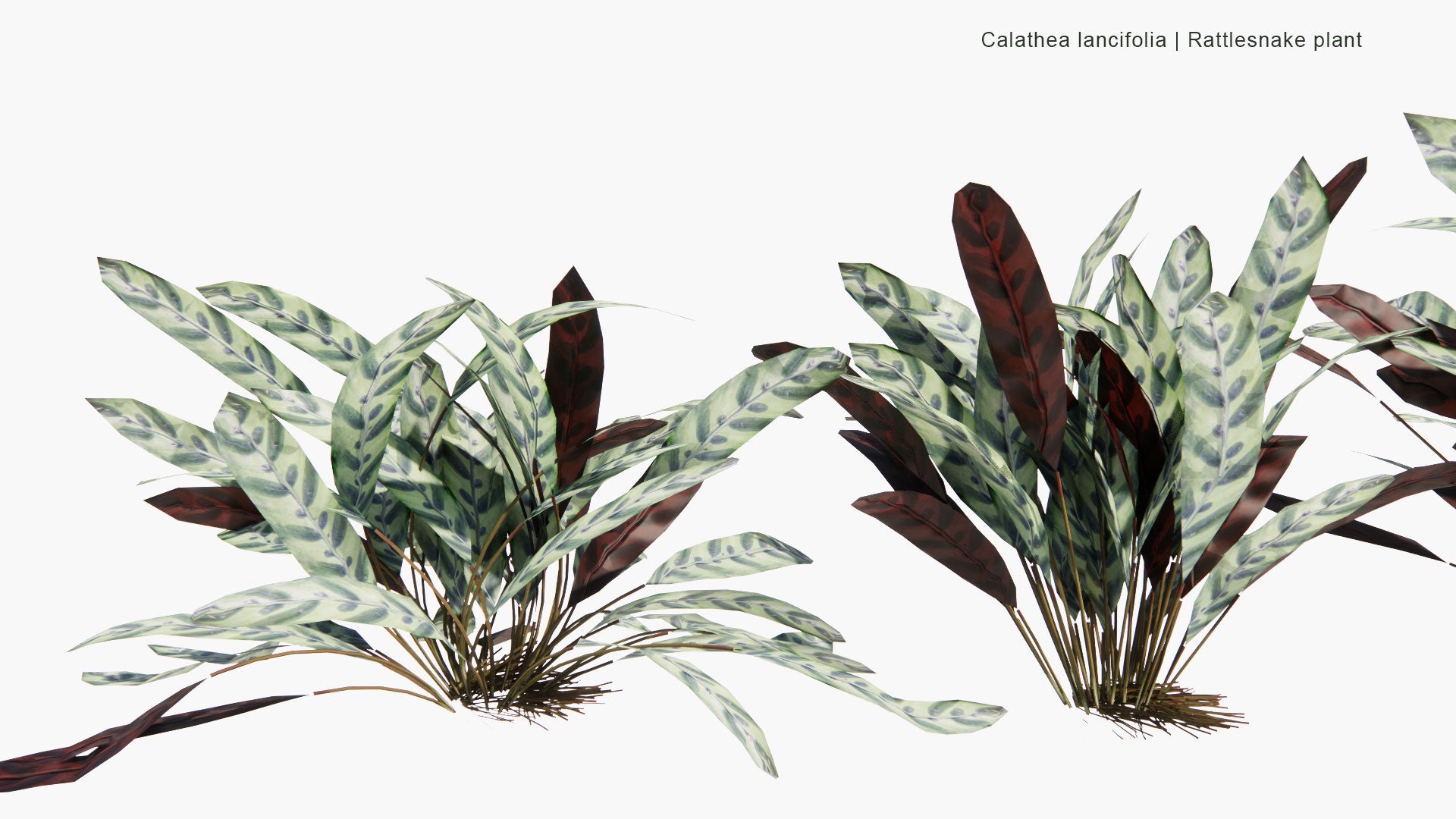 Low Poly Calathea Lancifolia - Rattlesnake Plant (3D Model)