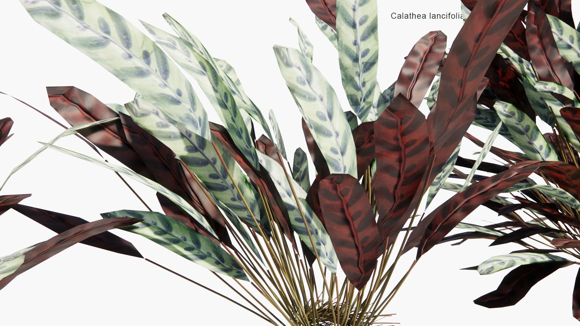 Low Poly Calathea Lancifolia - Rattlesnake Plant (3D Model)