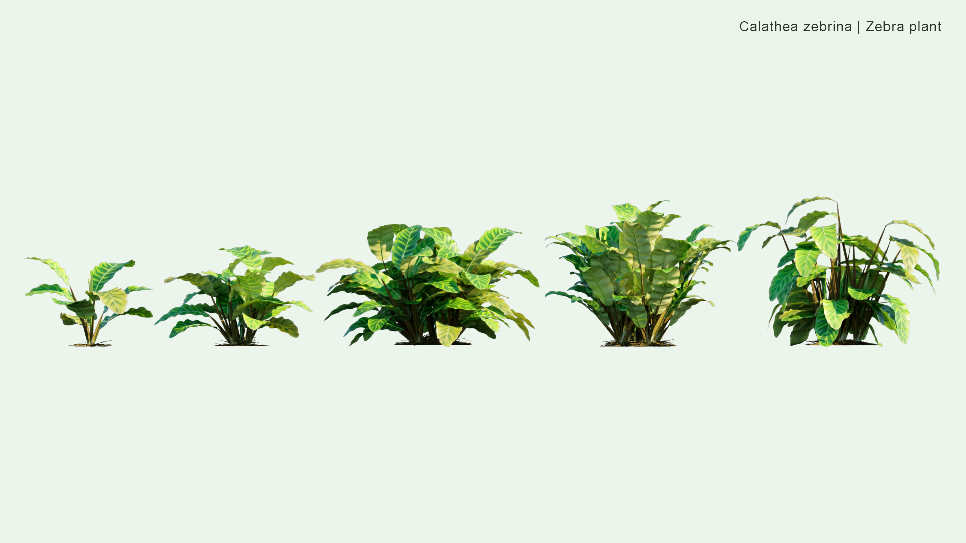 2D Calathea Zebrina - Zebra Plant