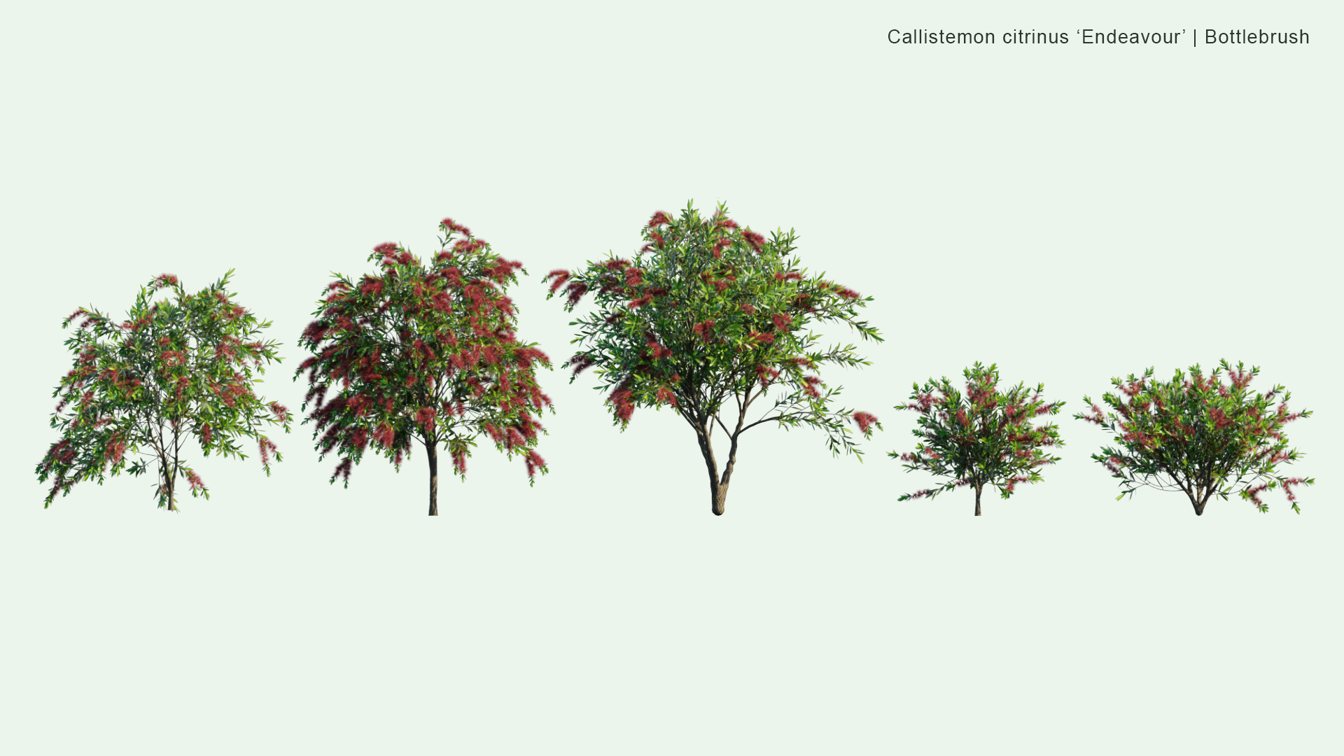 2D Callistemon Citrinus 'Endeavour' - Bottlebrush