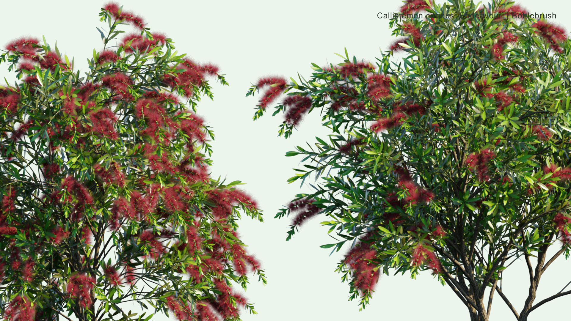 2D Callistemon Citrinus 'Endeavour' - Bottlebrush