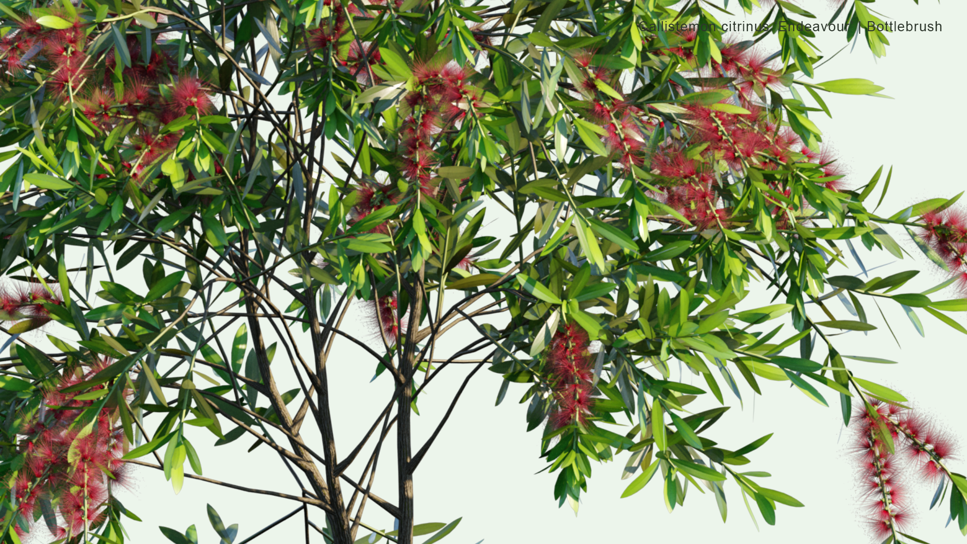 2D Callistemon Citrinus 'Endeavour' - Bottlebrush