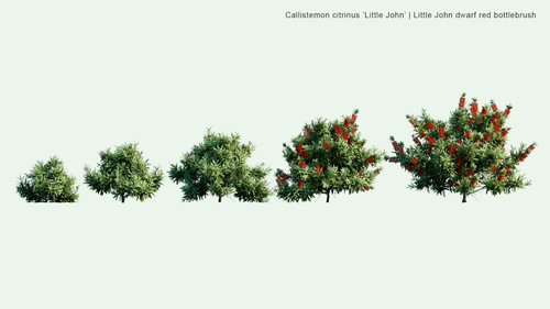 Callistemon Citrinus ‘Little John’ 