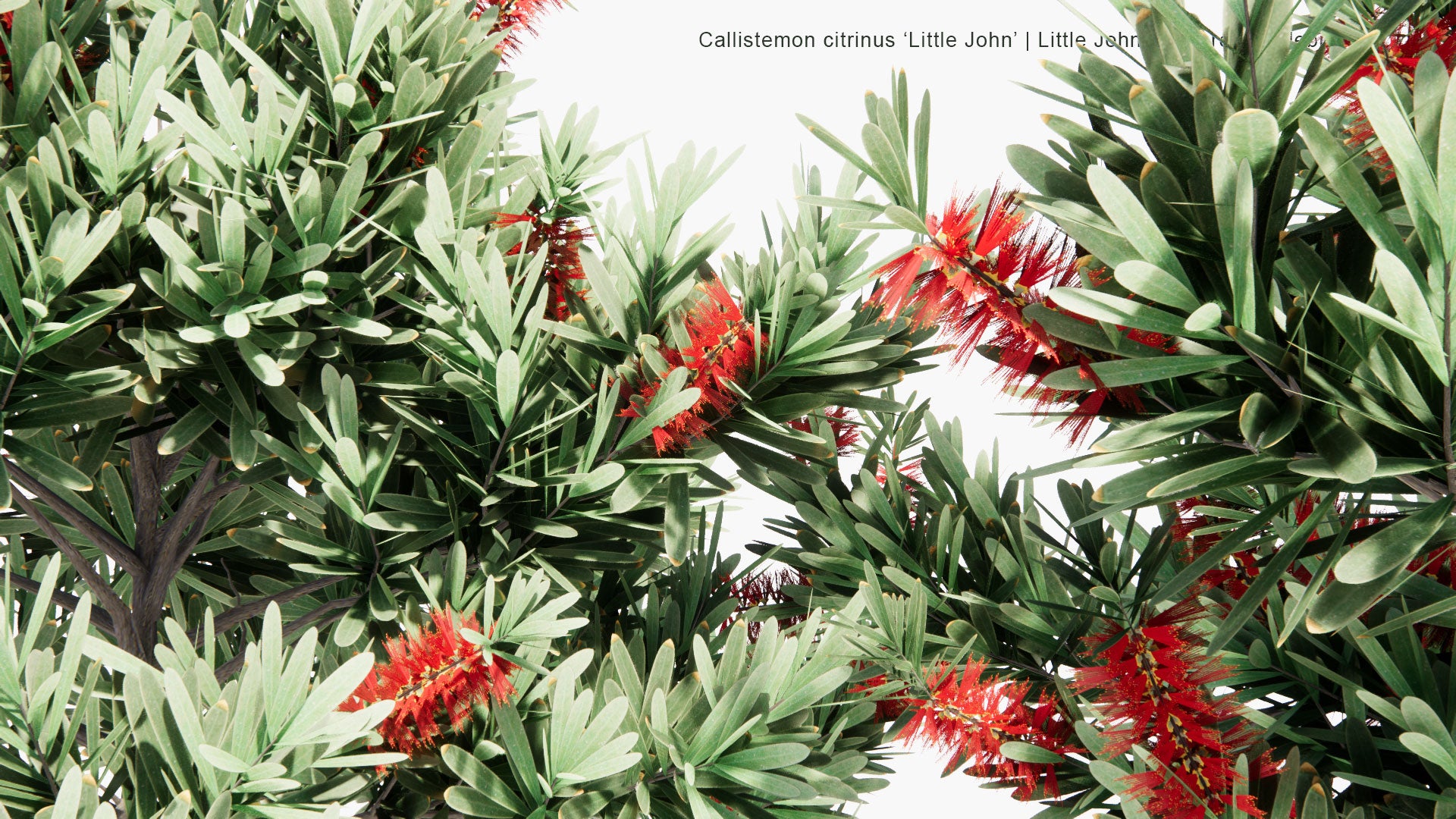 Low Poly Callistemon Citrinus ‘Little John’ - Little John Dwarf Red Bottlebrush (3D Model)
