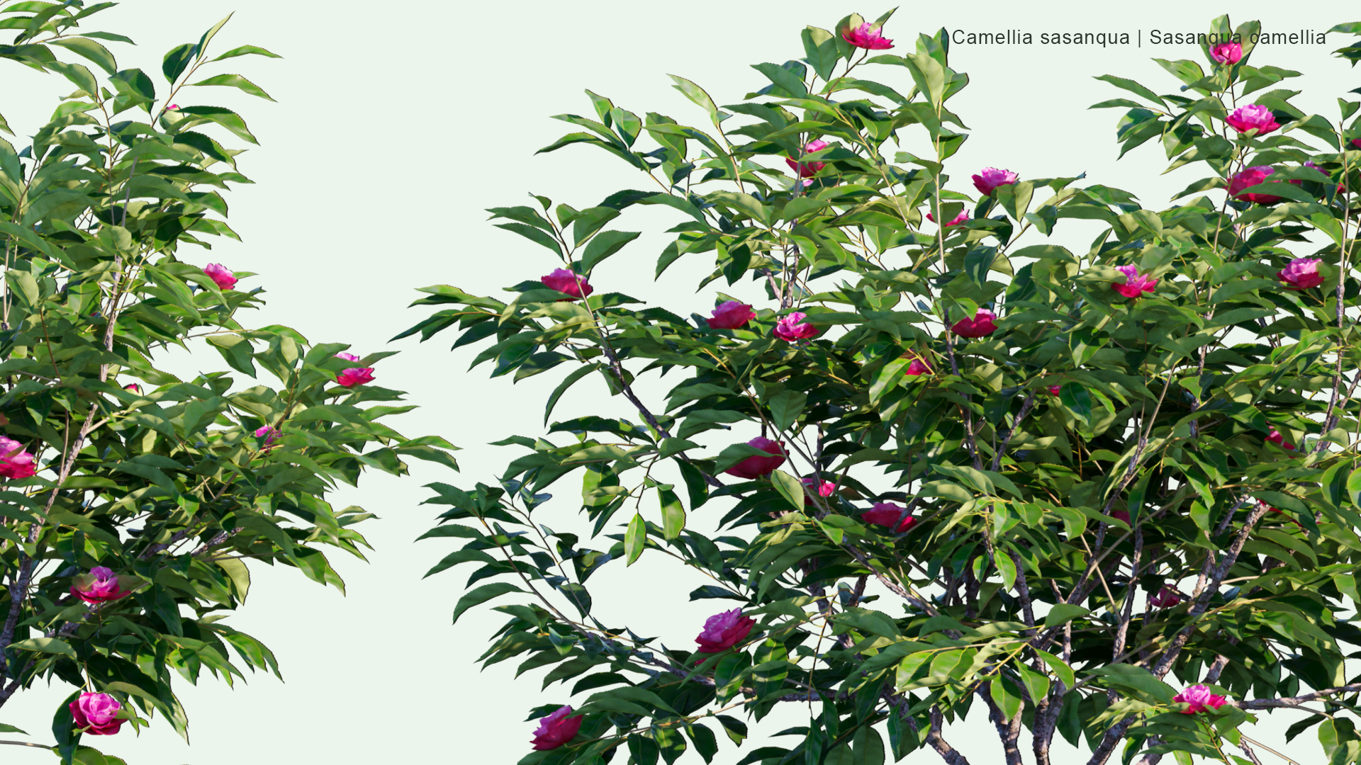 2D Camellia Sasanqua - Sasanqua Camellia, サ ザ ン カ