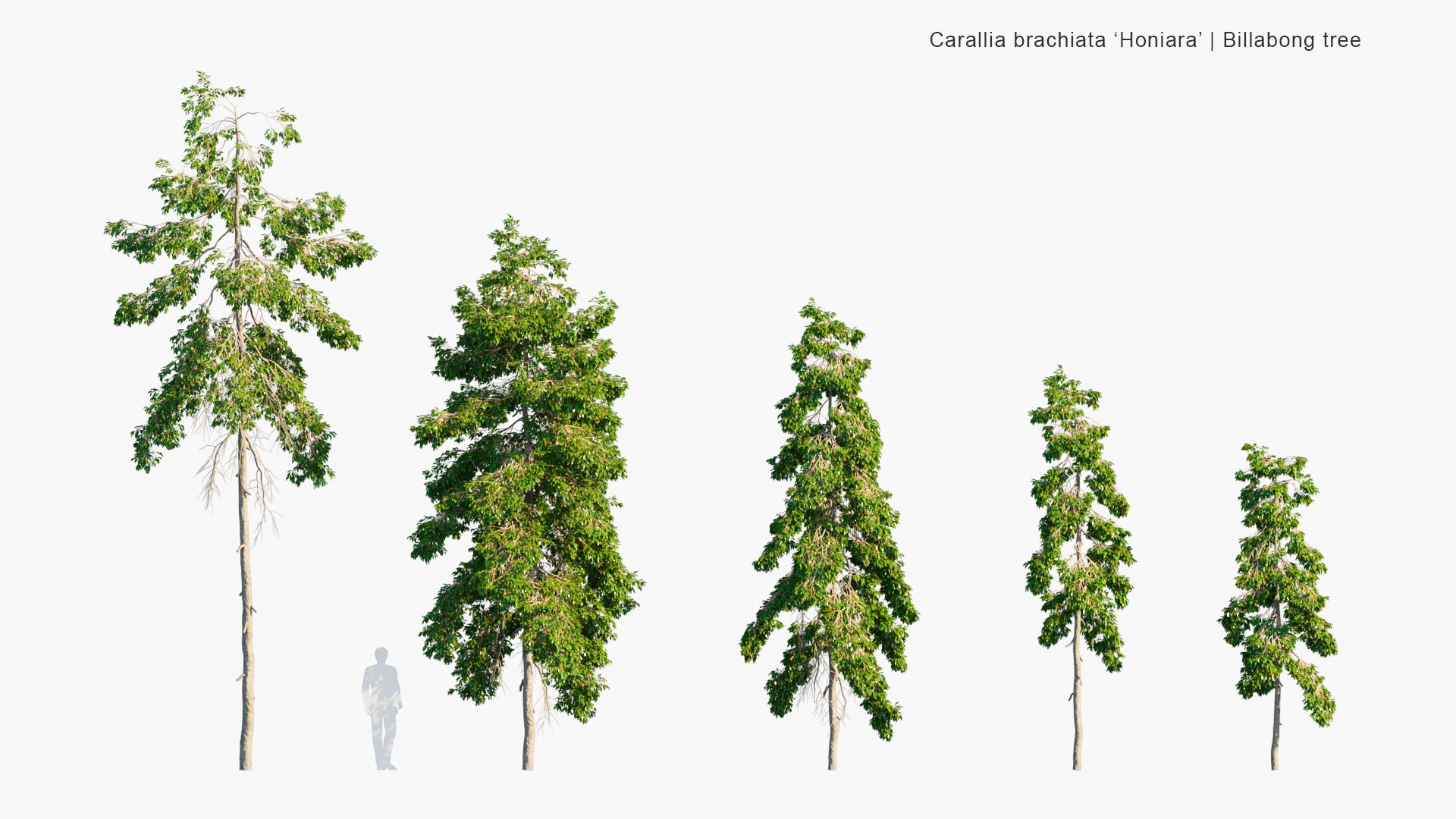 Carallia Brachiata Honiara - Billabong Tree (3D Model)