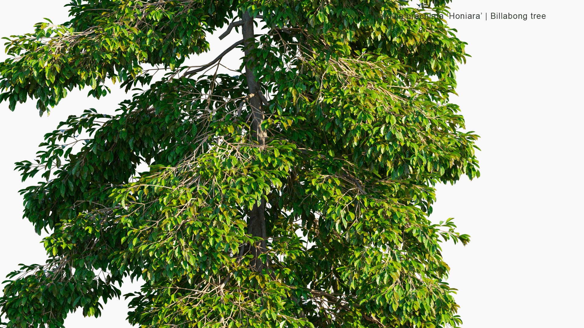 Carallia Brachiata Honiara - Billabong Tree (3D Model)