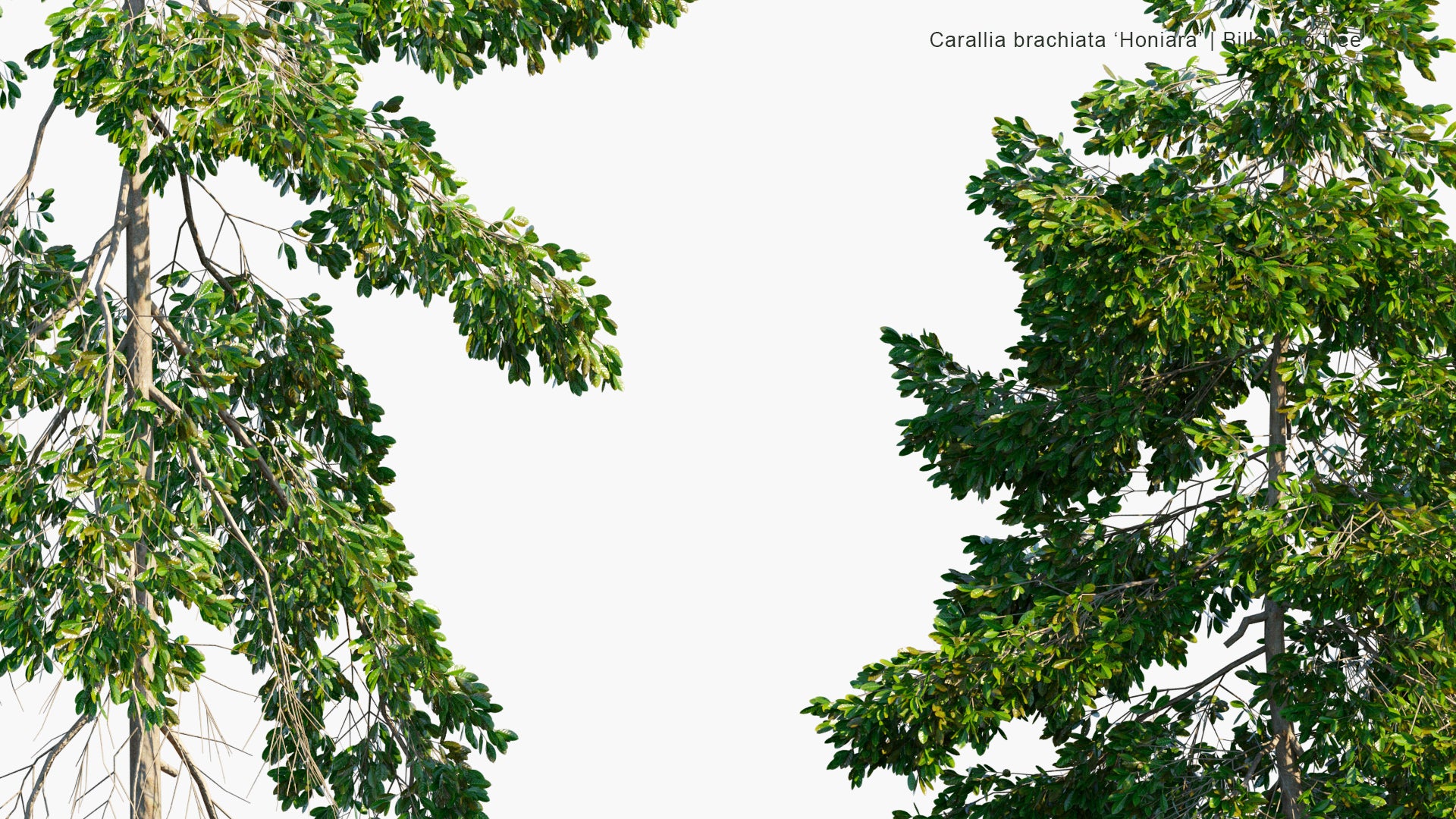 Low Poly Carallia Brachiata Honiara - Billabong Tree (3D Model)