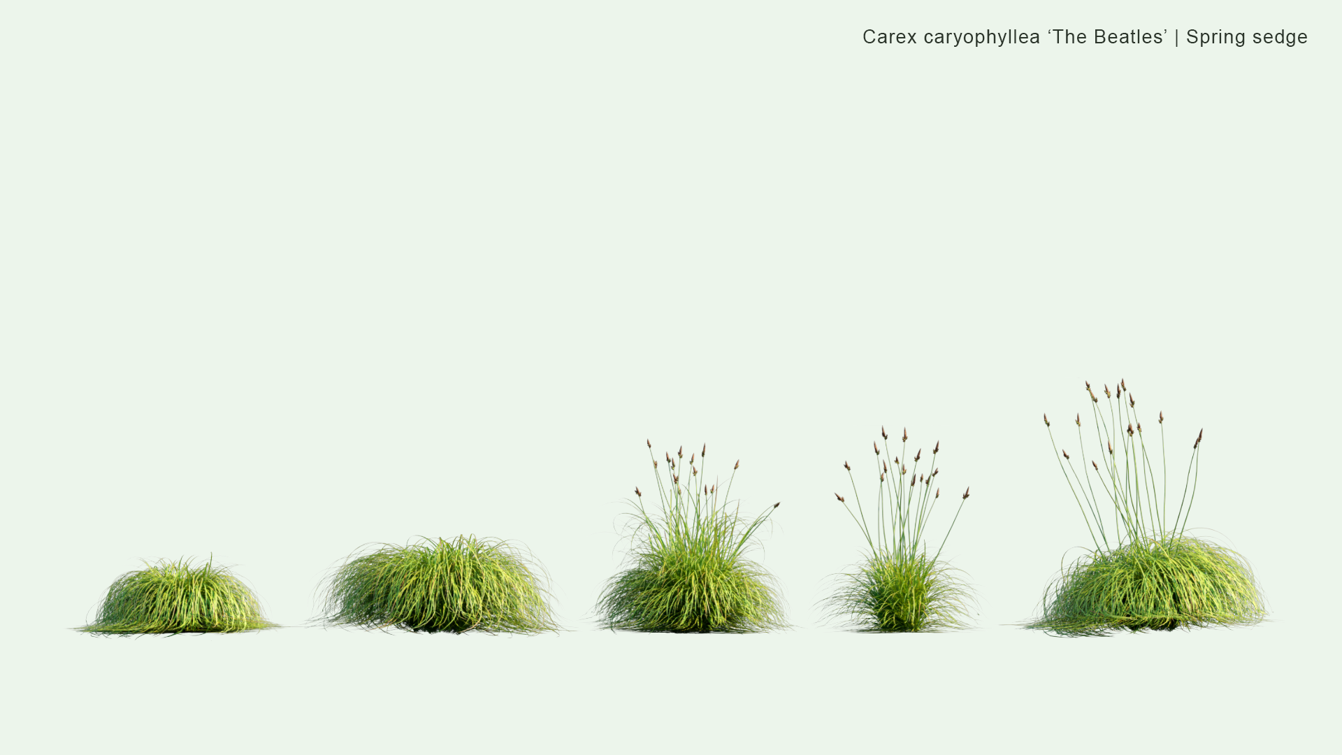 2D Carex Caryophylle - Spring Sedge