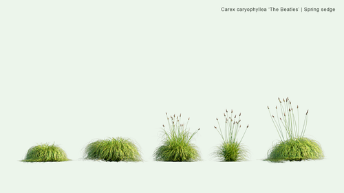 Carex Caryophylle 