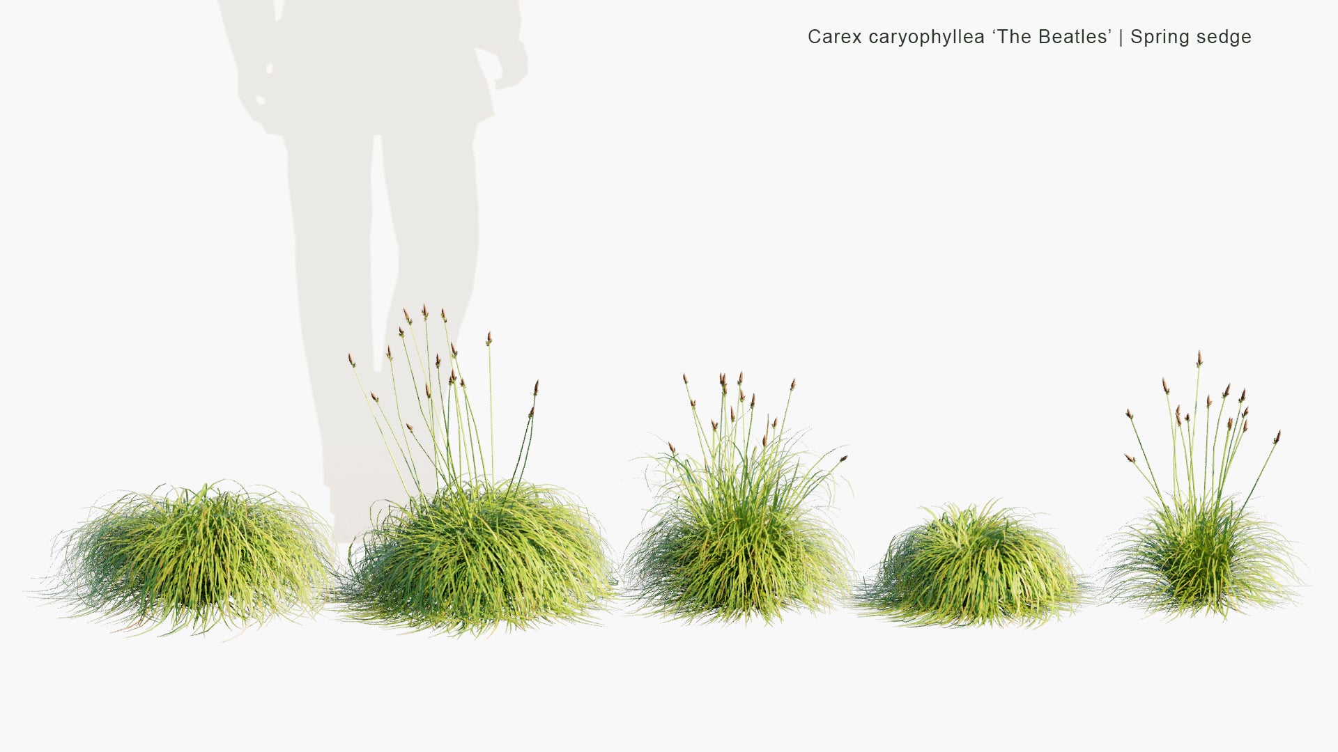 Low Poly Carex Caryophyllea - Spring Sedge (3D Model)