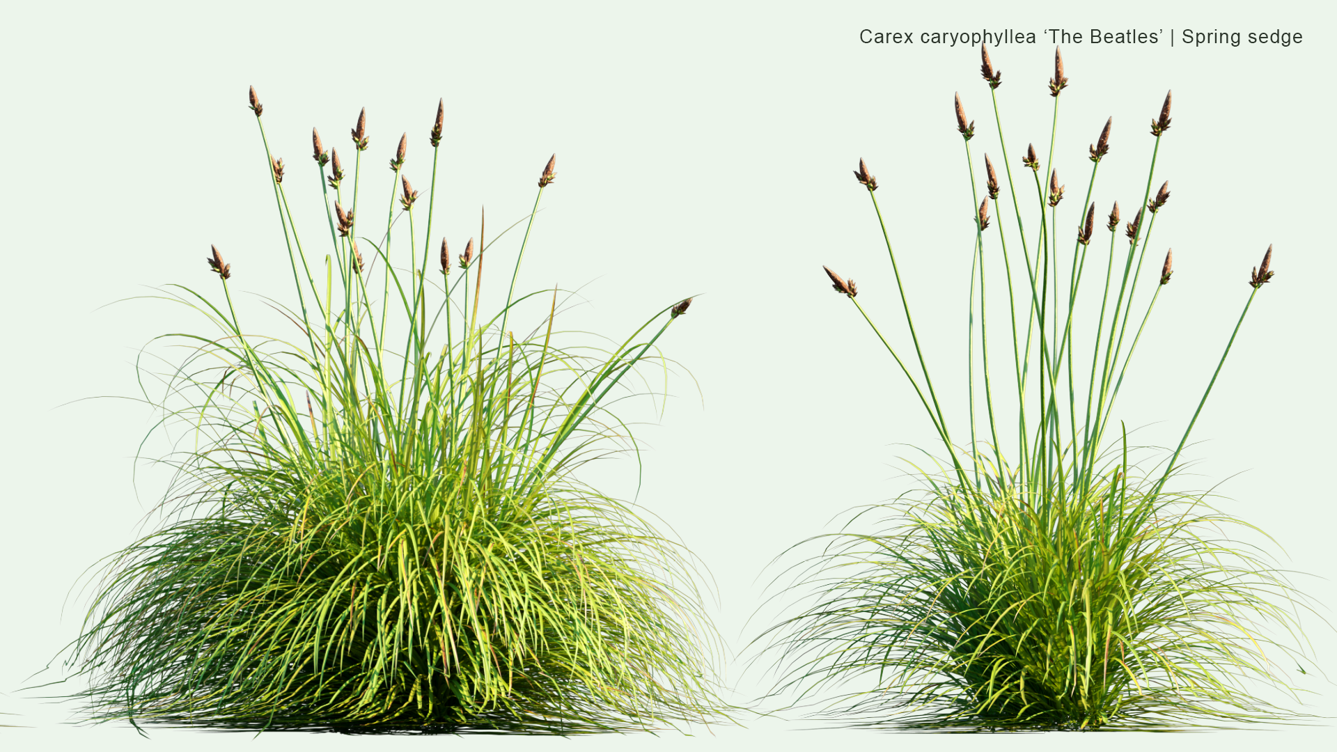 2D Carex Caryophylle - Spring Sedge