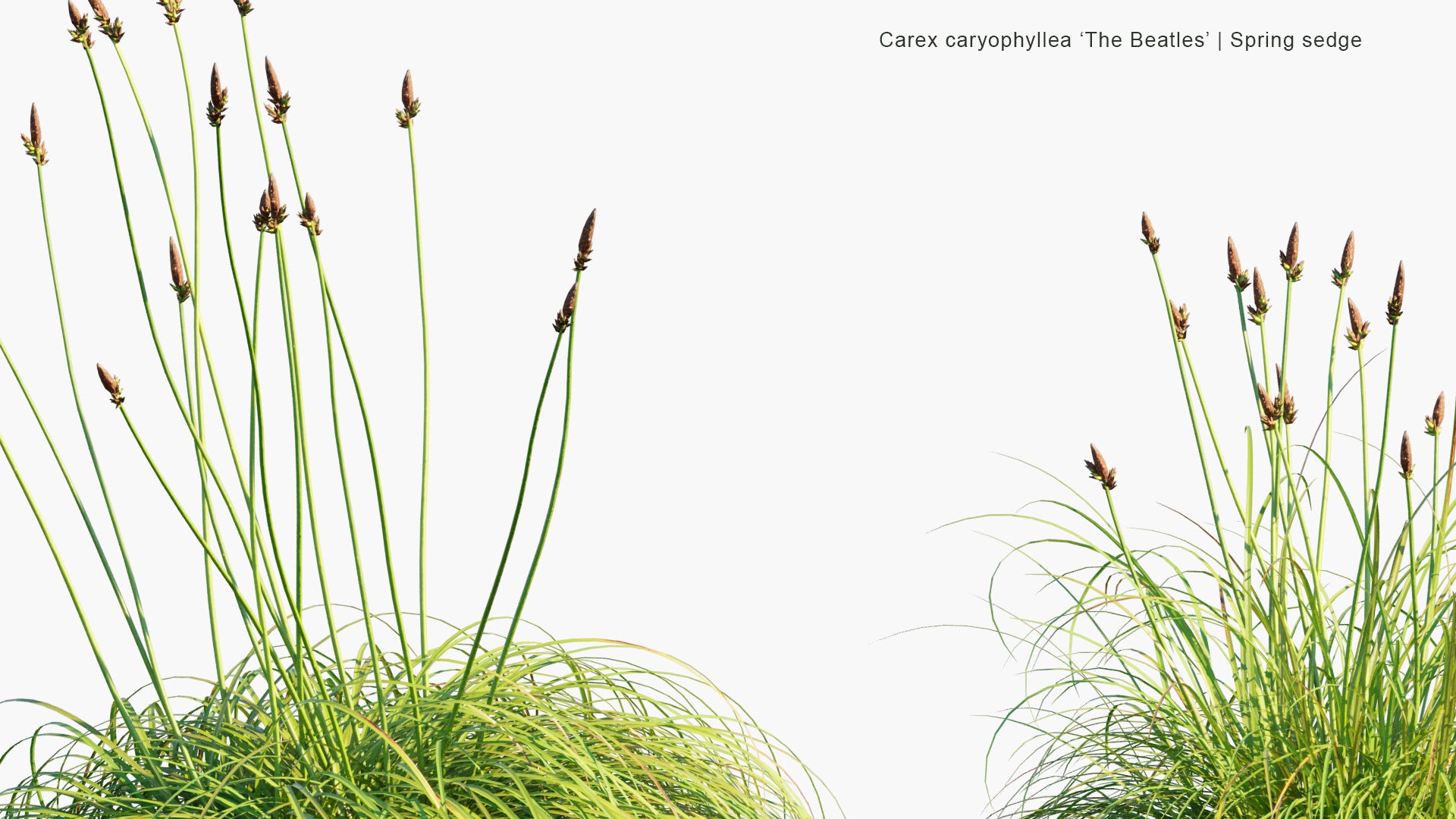 Carex Caryophyllea 3D Model