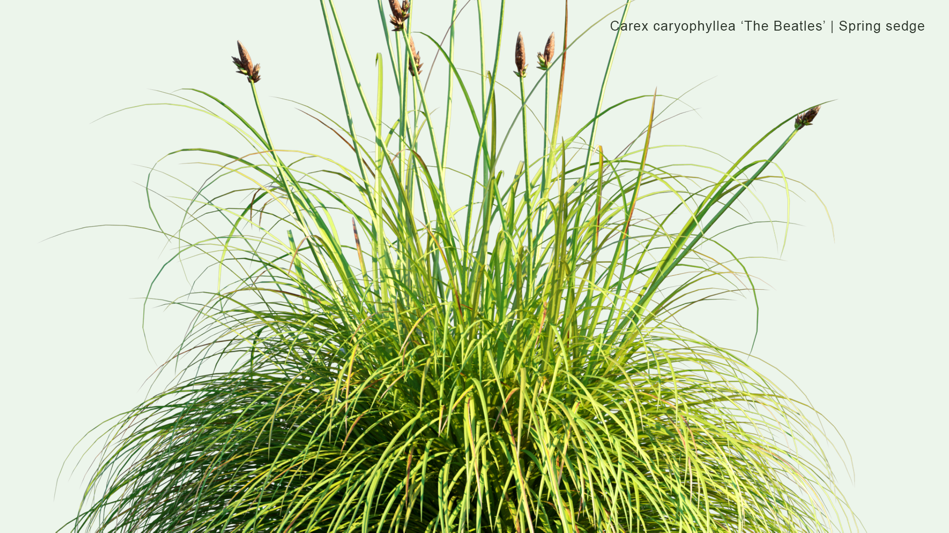 2D Carex Caryophylle - Spring Sedge