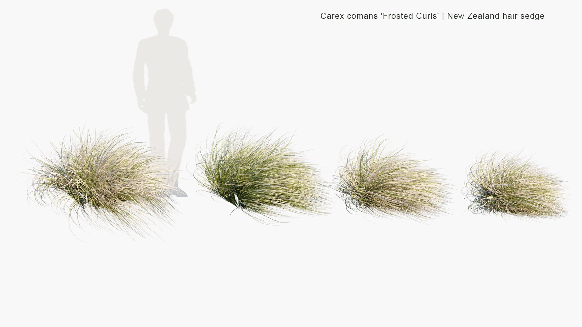 Carex Comans 'Frosted Curls' 3D Model