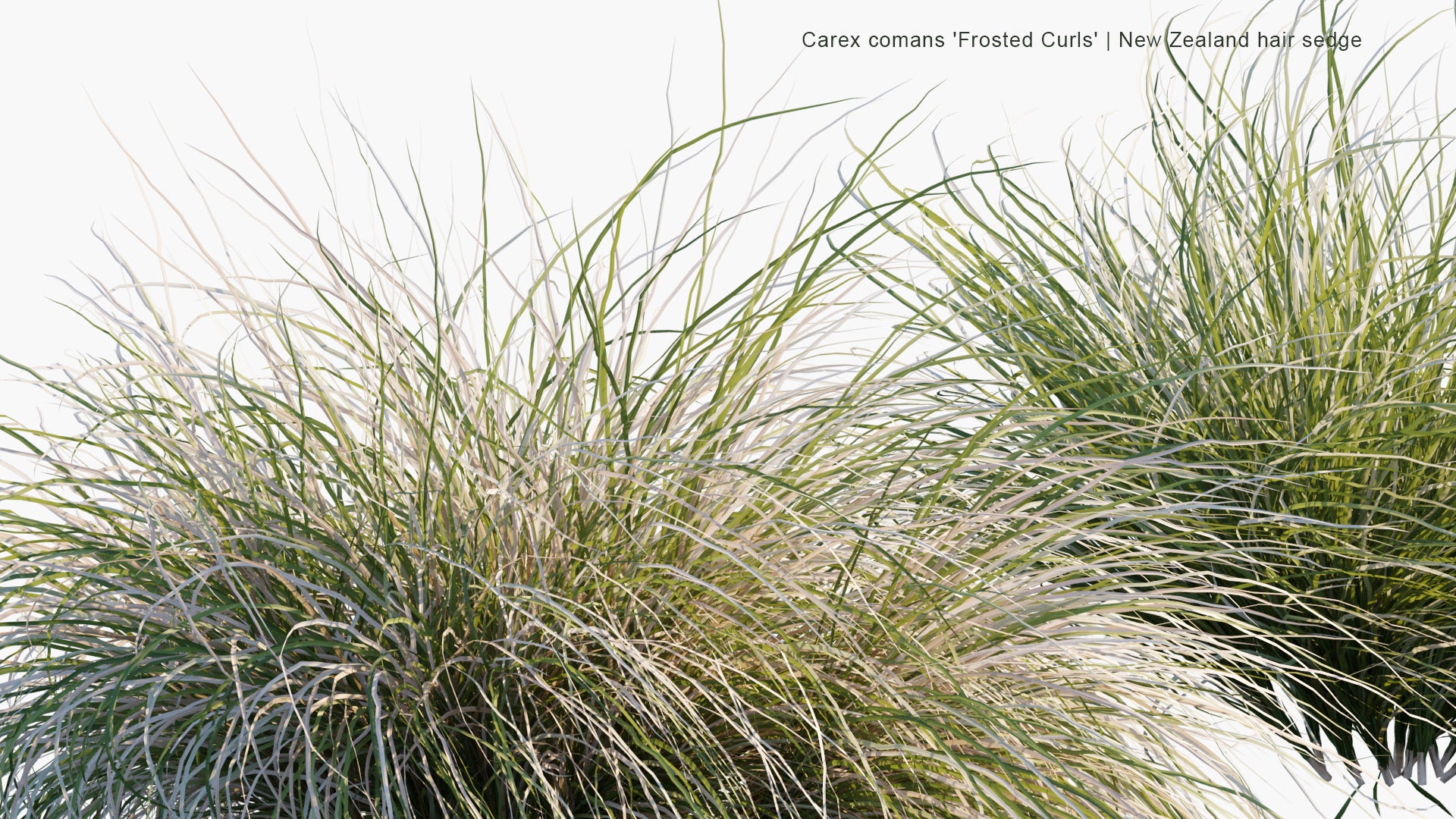 Carex Comans 'Frosted Curls' 3D Model