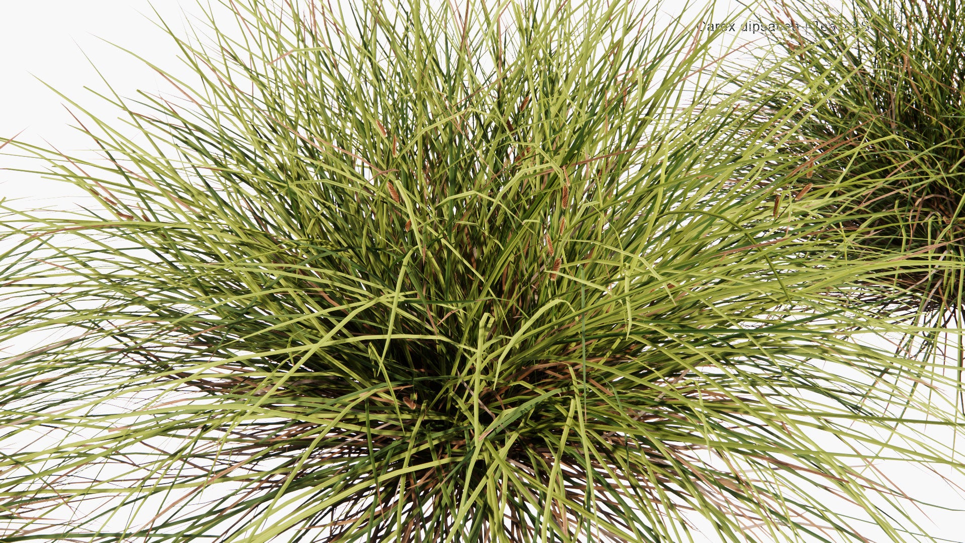 Low Poly Carex Dipsacea - Teasel Sedge (3D Model)