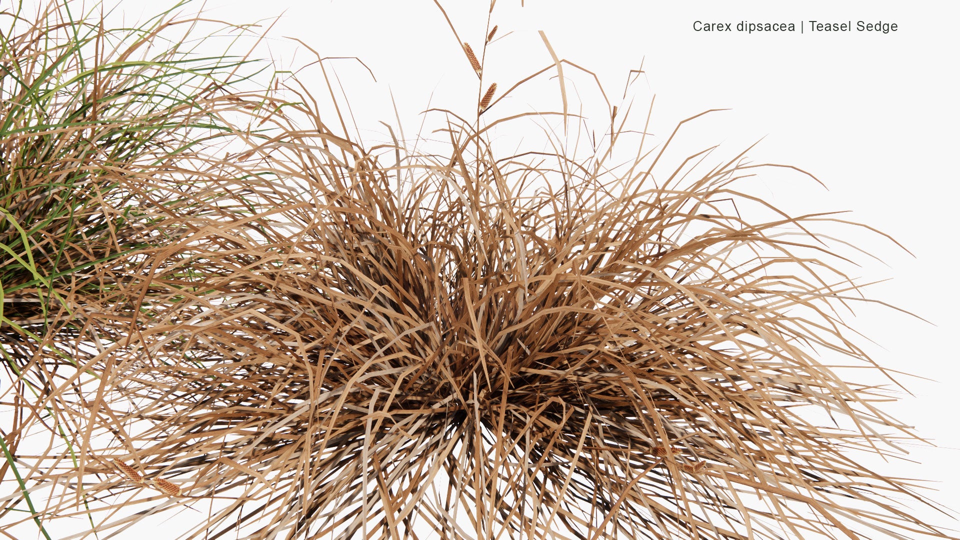 Low Poly Carex Dipsacea - Teasel Sedge (3D Model)