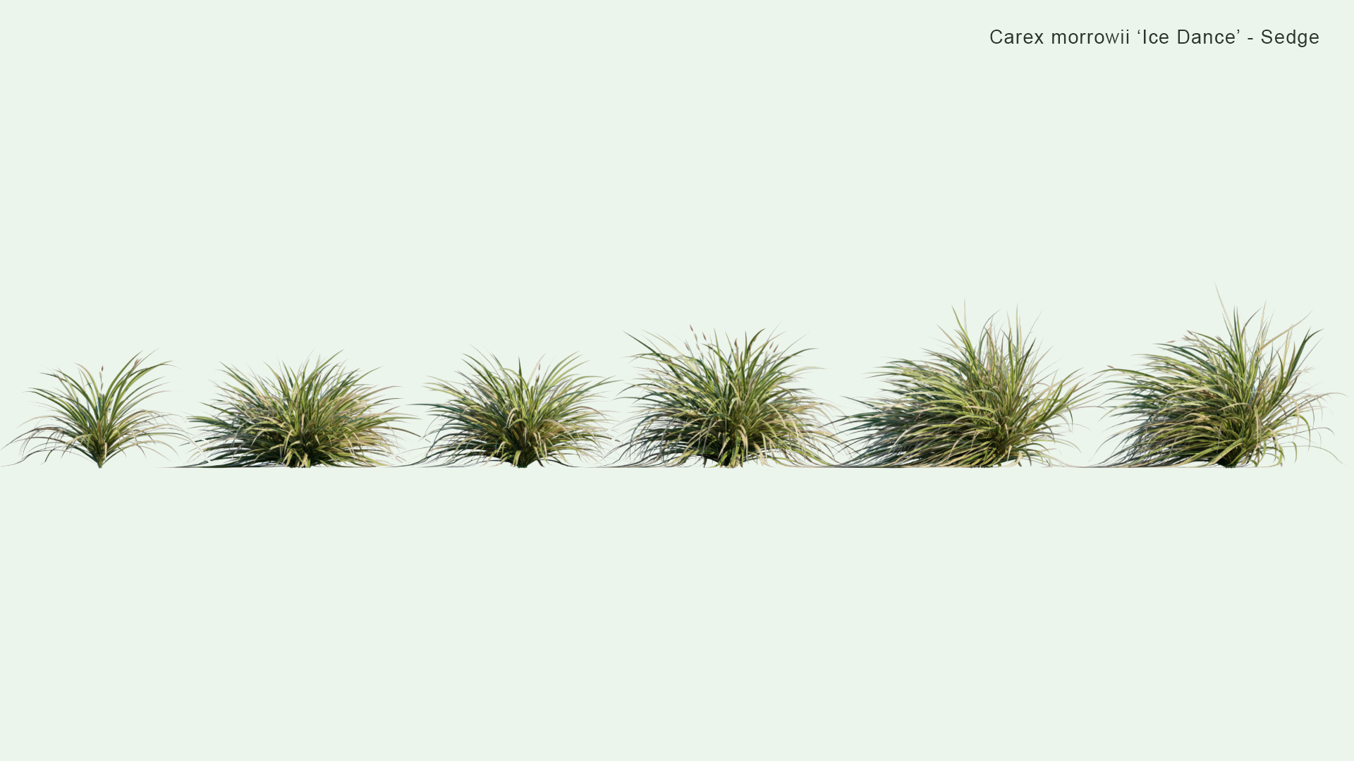 2D Carex Morrowii 'Ice Dance' - Sedge