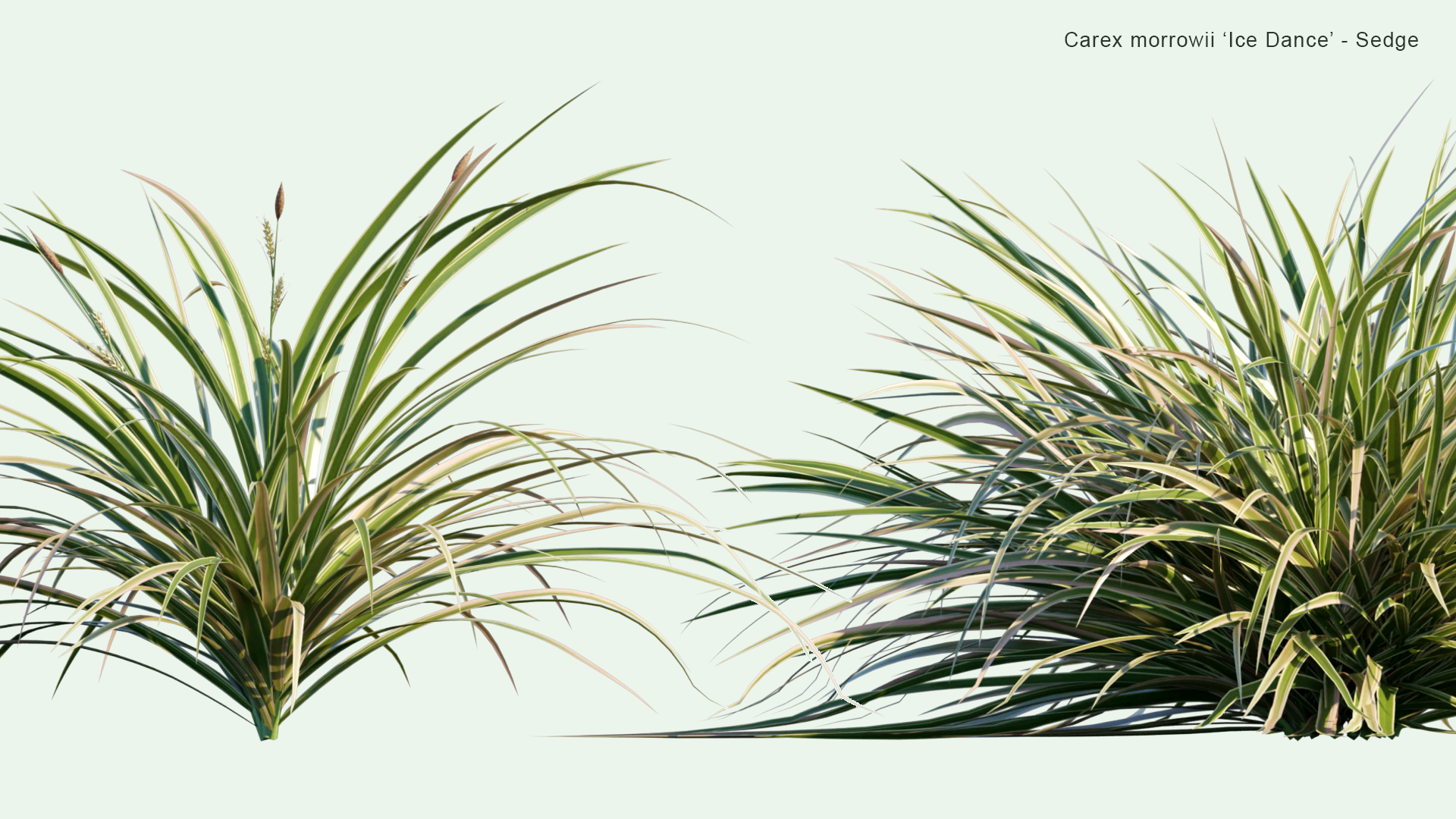 2D Carex Morrowii 'Ice Dance' - Sedge