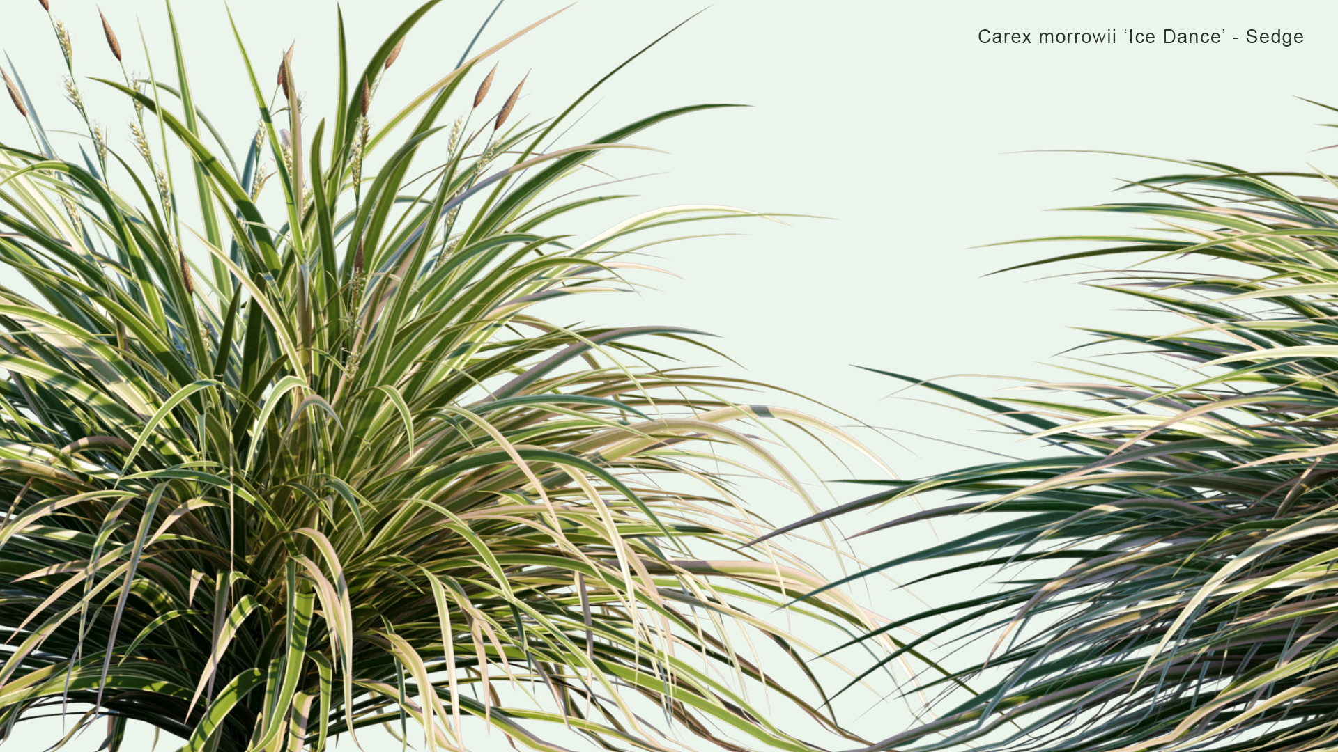 2D Carex Morrowii 'Ice Dance' - Sedge