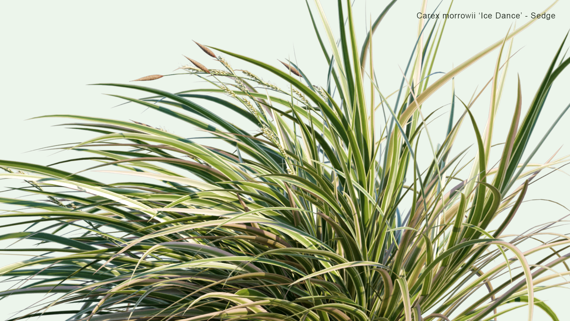 2D Carex Morrowii 'Ice Dance' - Sedge