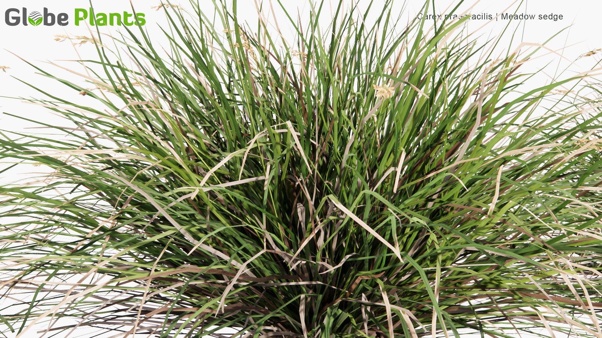 Low Poly Carex Praegracilis - Clustered Field Sedge (3D Model)