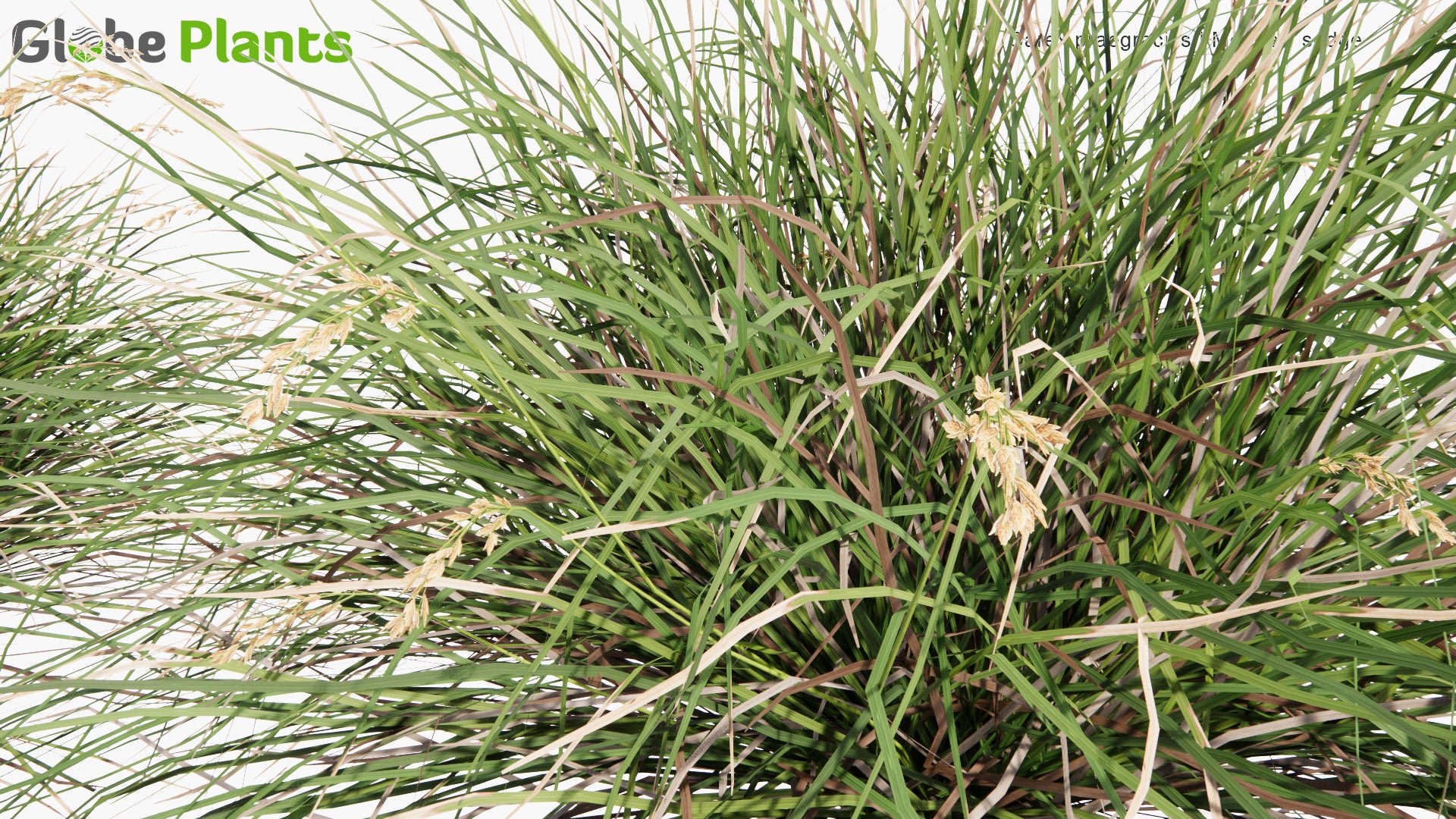 Low Poly Carex Praegracilis - Clustered Field Sedge (3D Model)