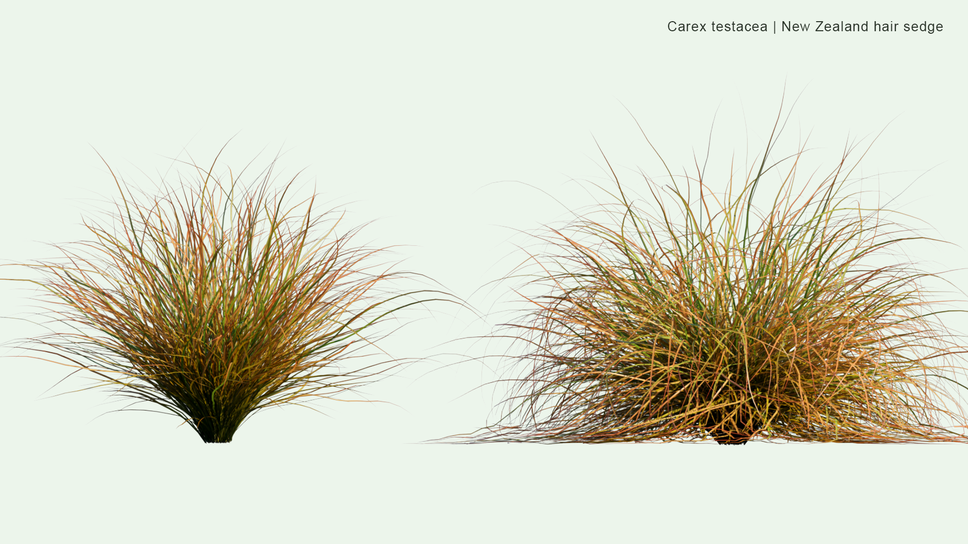 2D Carex Testacea - New Zealand Hair Sedge