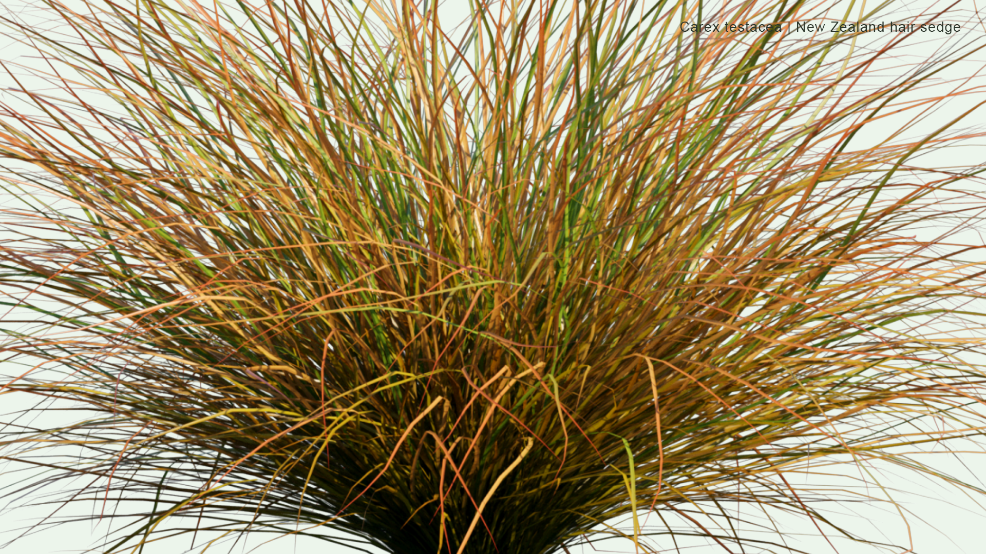 2D Carex Testacea - New Zealand Hair Sedge