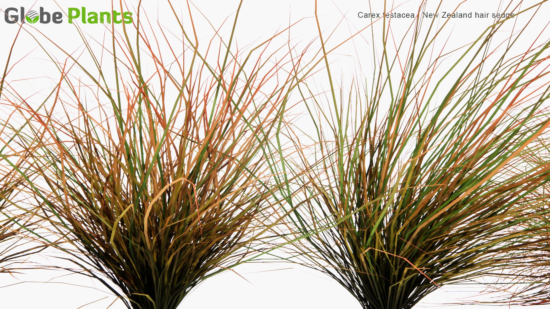 Low Poly Carex Testacea - New Zealand Hair Sedge (3D Model)