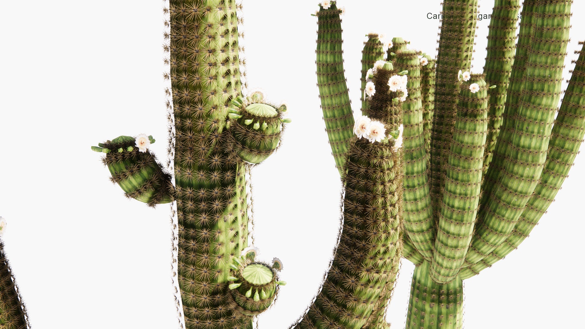 Low Poly Carnegiea Gigantea - Saguaro (3D Model)