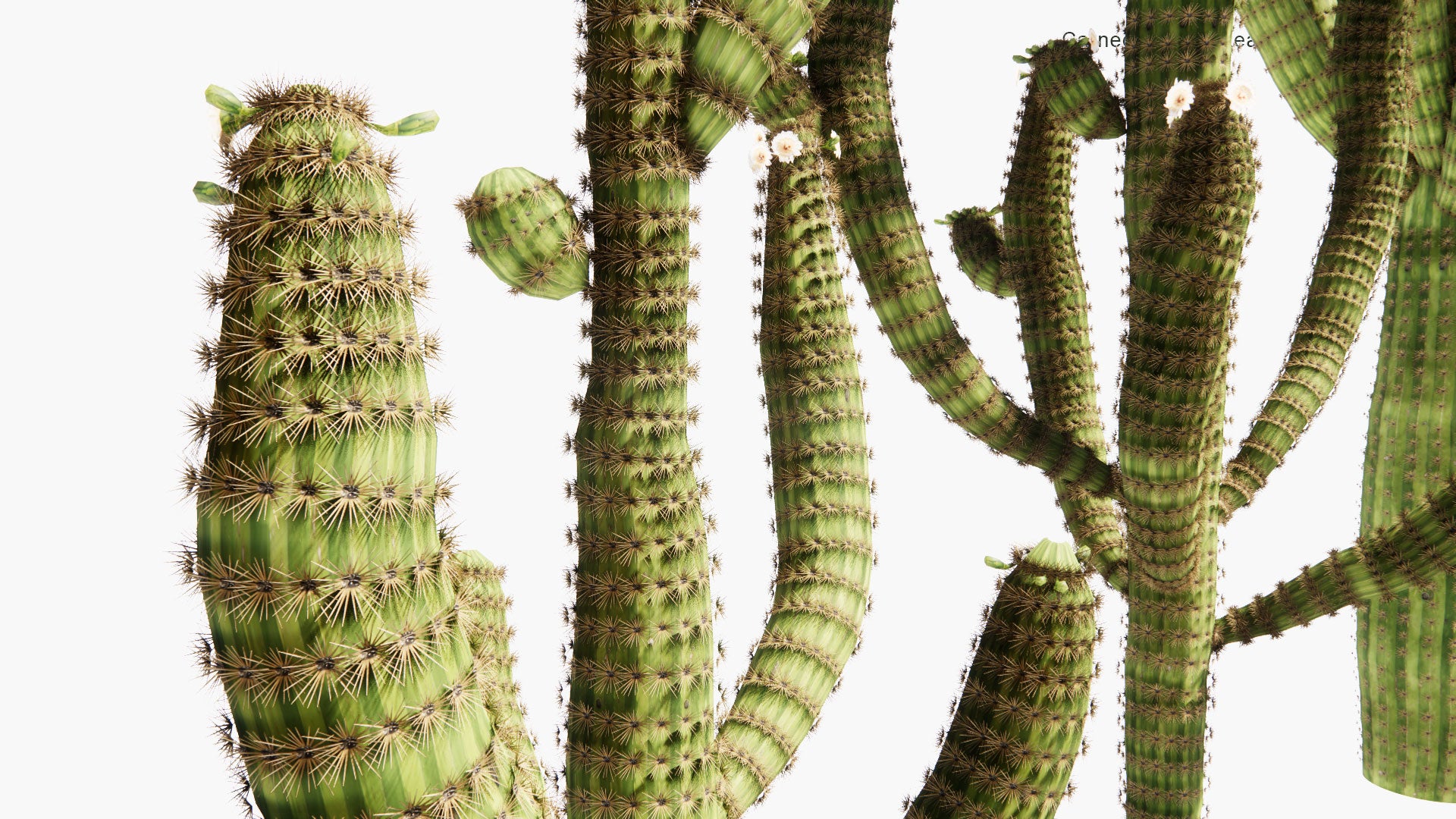 Low Poly Carnegiea Gigantea - Saguaro (3D Model)