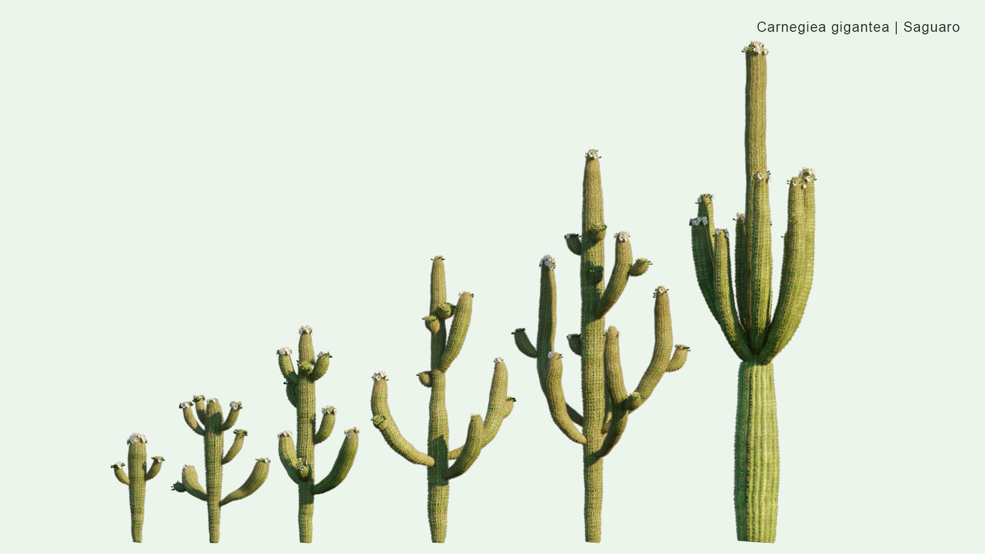 2D Carnegiea Gigantea - Saguaro