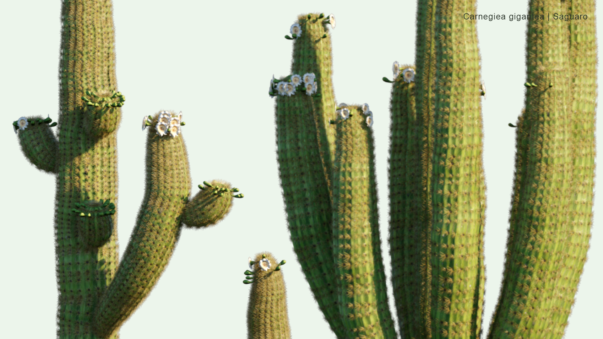 2D Carnegiea Gigantea - Saguaro