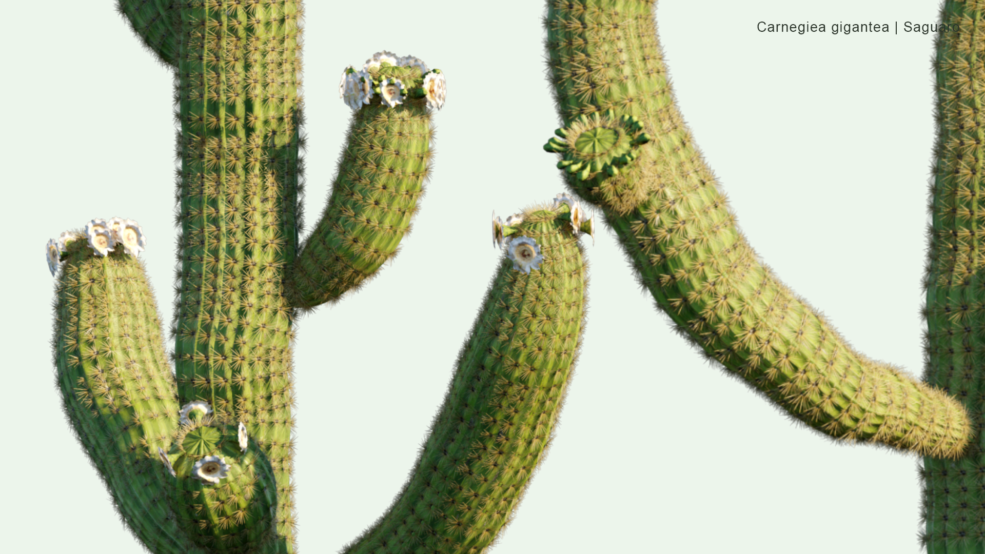 2D Carnegiea Gigantea - Saguaro