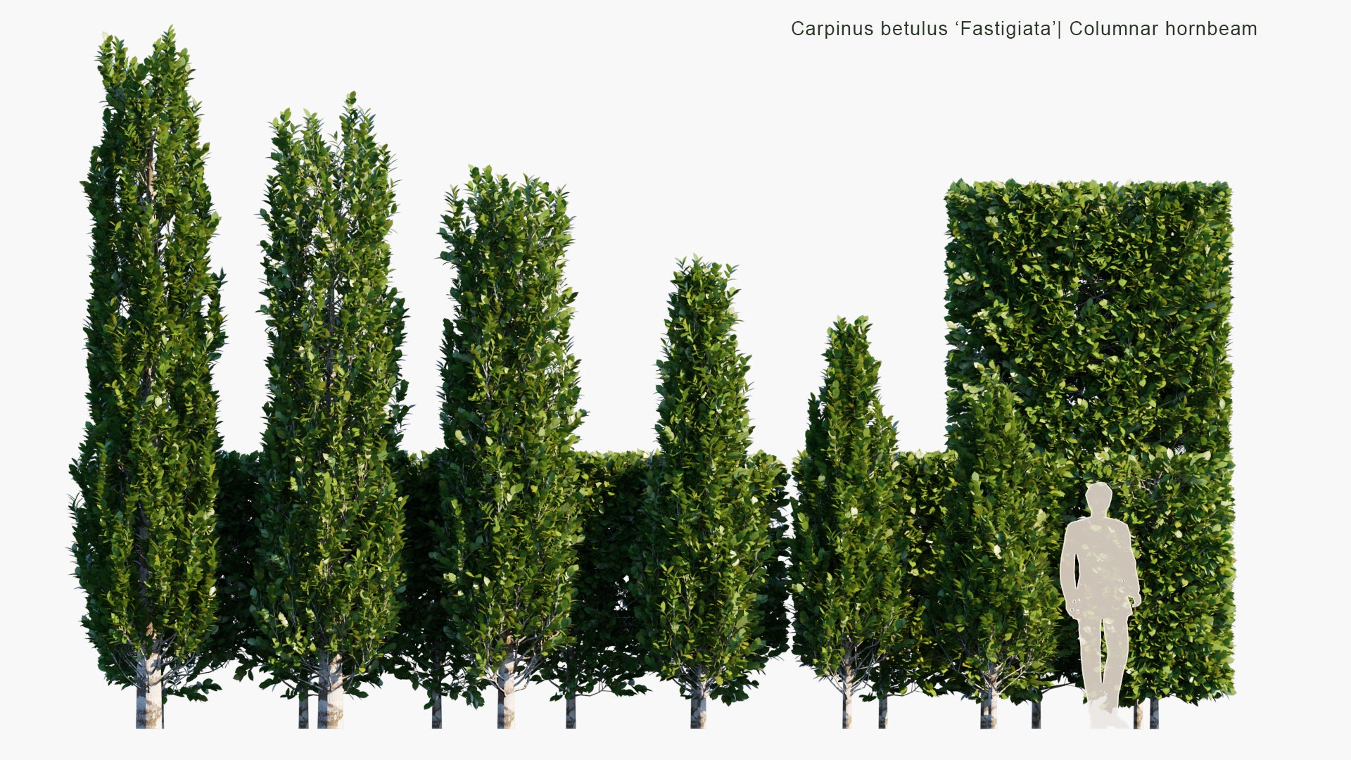 Low Poly Carpinus Betulus ‘Fastigiata’ - Columnar Hornbeam (3D Model)