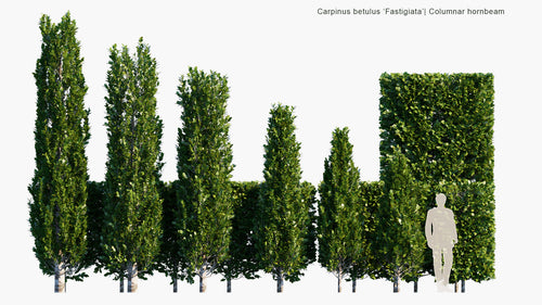 Carpinus Betulus ‘Fastigiata’ 