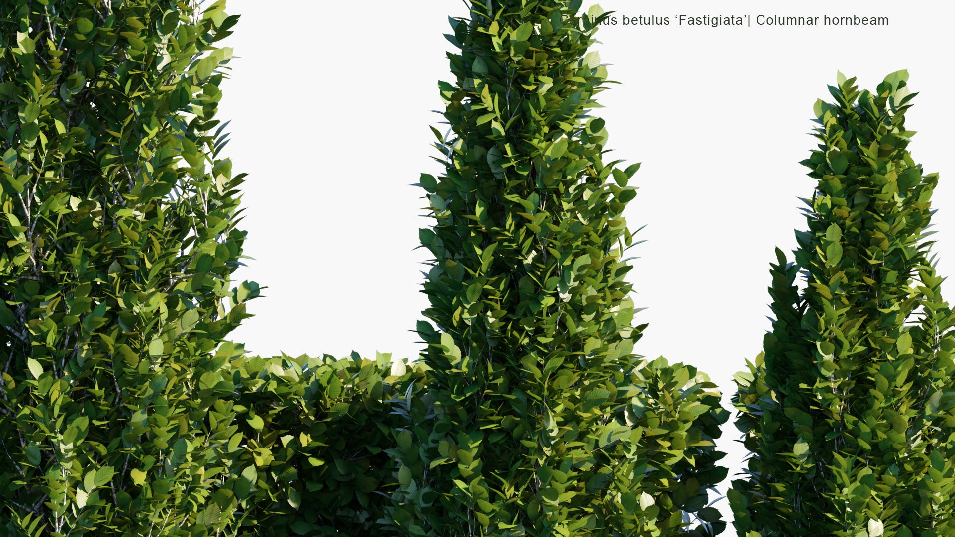 Low Poly Carpinus Betulus ‘Fastigiata’ - Columnar Hornbeam (3D Model)