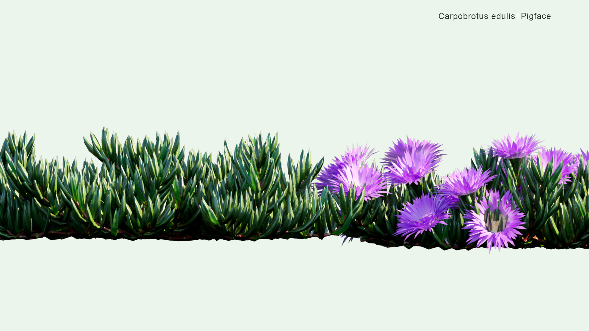 2D Carpobrotus Edulis - Pigface