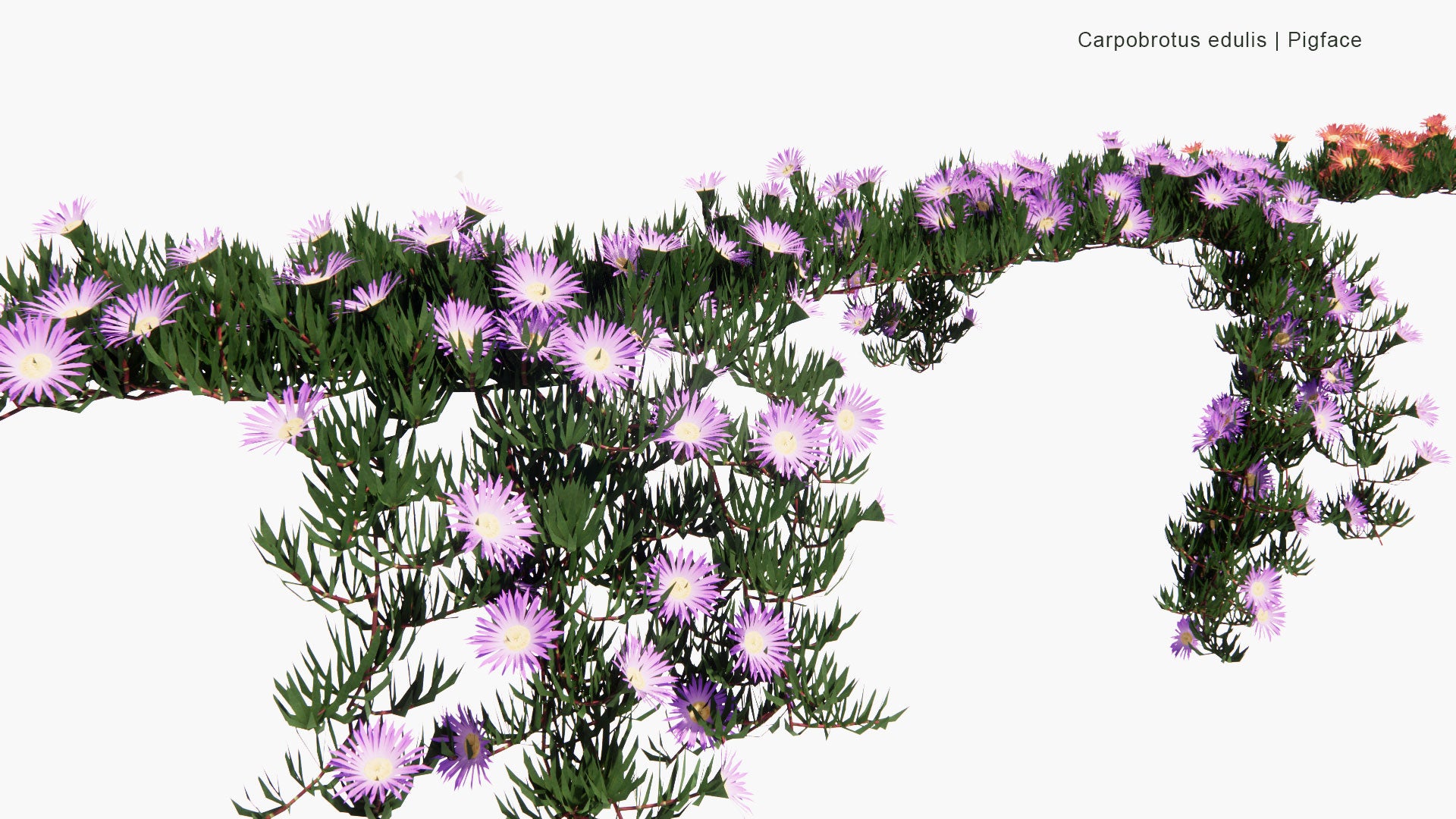 Low Poly Carpobrotus Edulis - Pigface (3D Model)