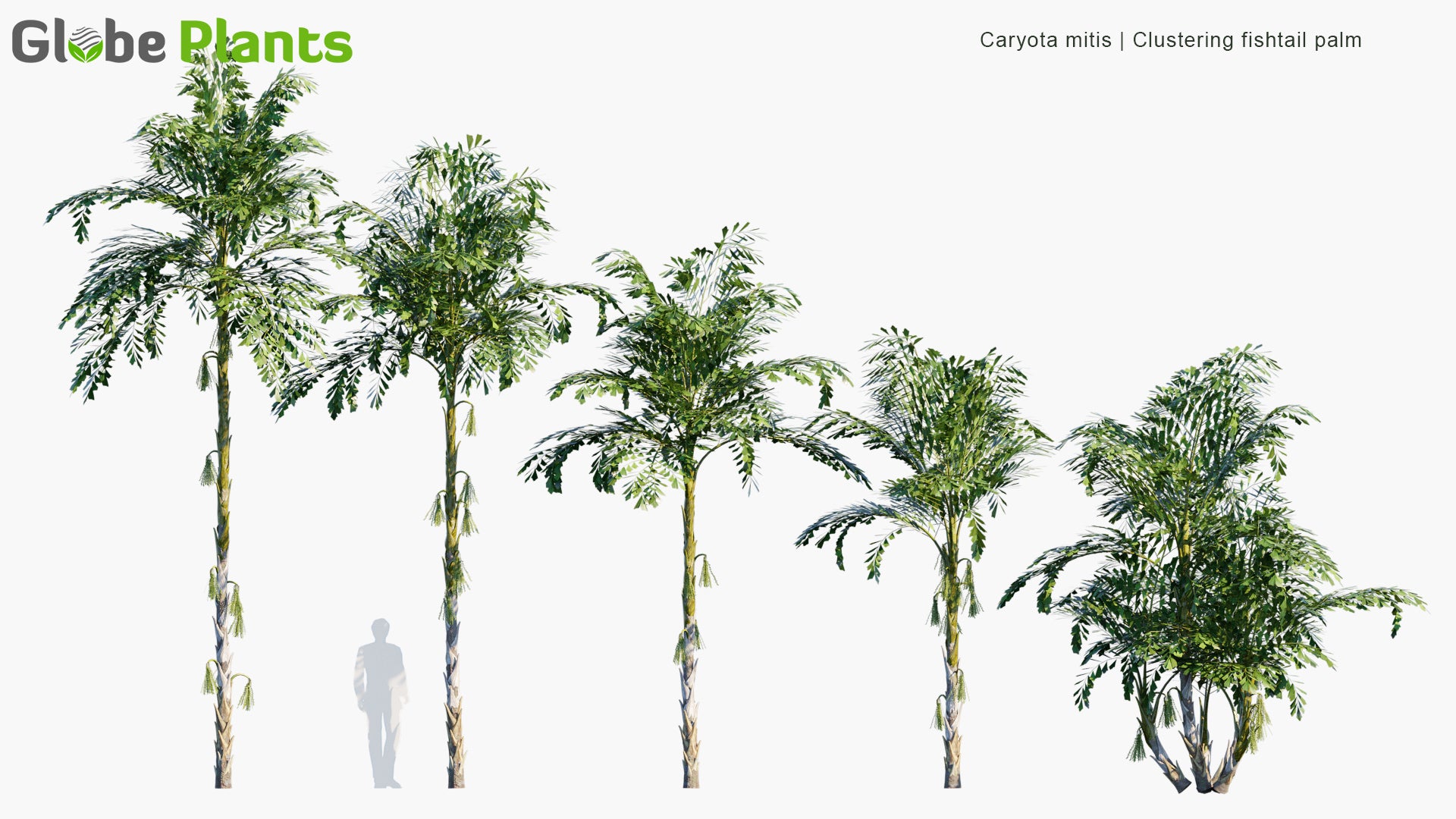 Low Poly Caryota Mitis - Clustering Fishtail Palm (3D Model)