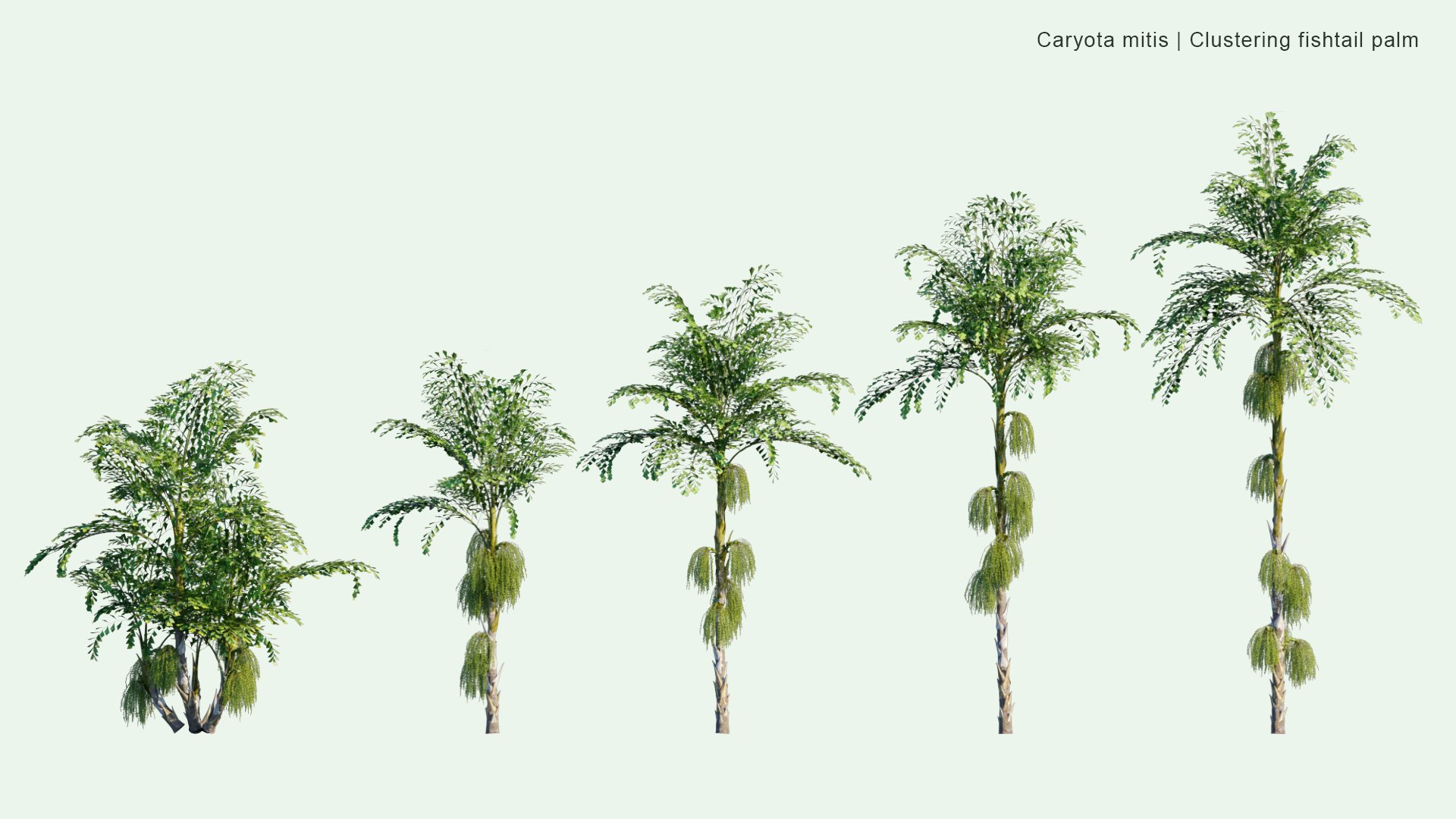 2D Caryota Mitis - Clustering Fishtail Palm