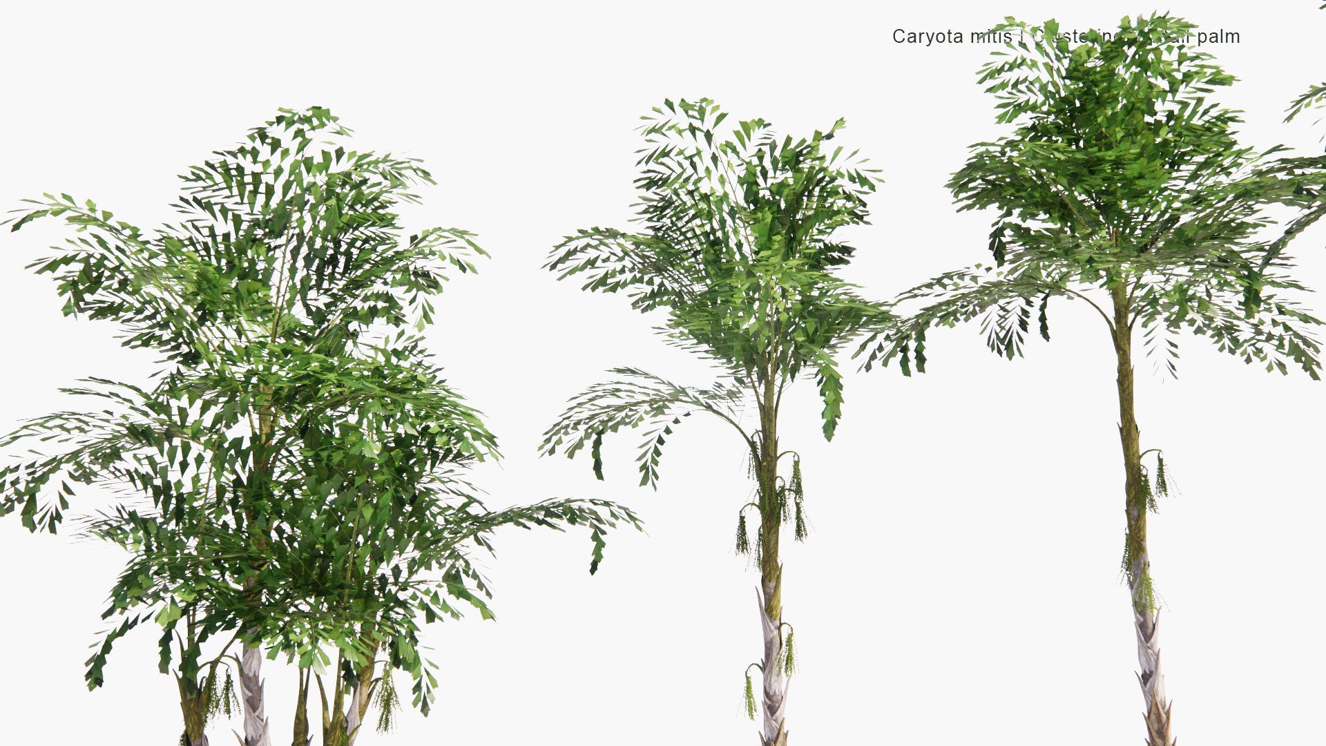 Low Poly Caryota Mitis - Clustering Fishtail Palm (3D Model)