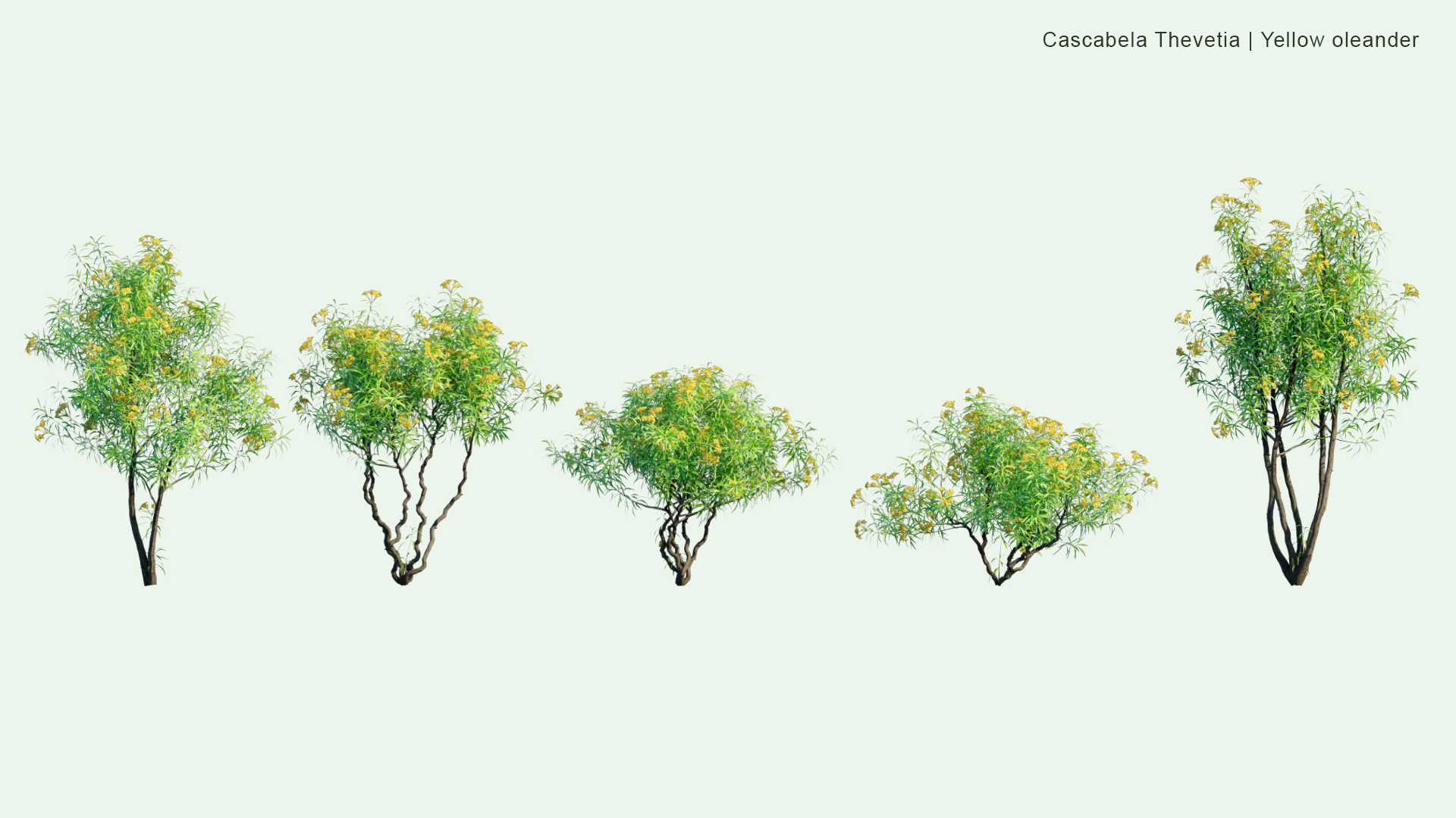 2D Cascabela Thevetia - Yellow Oleander