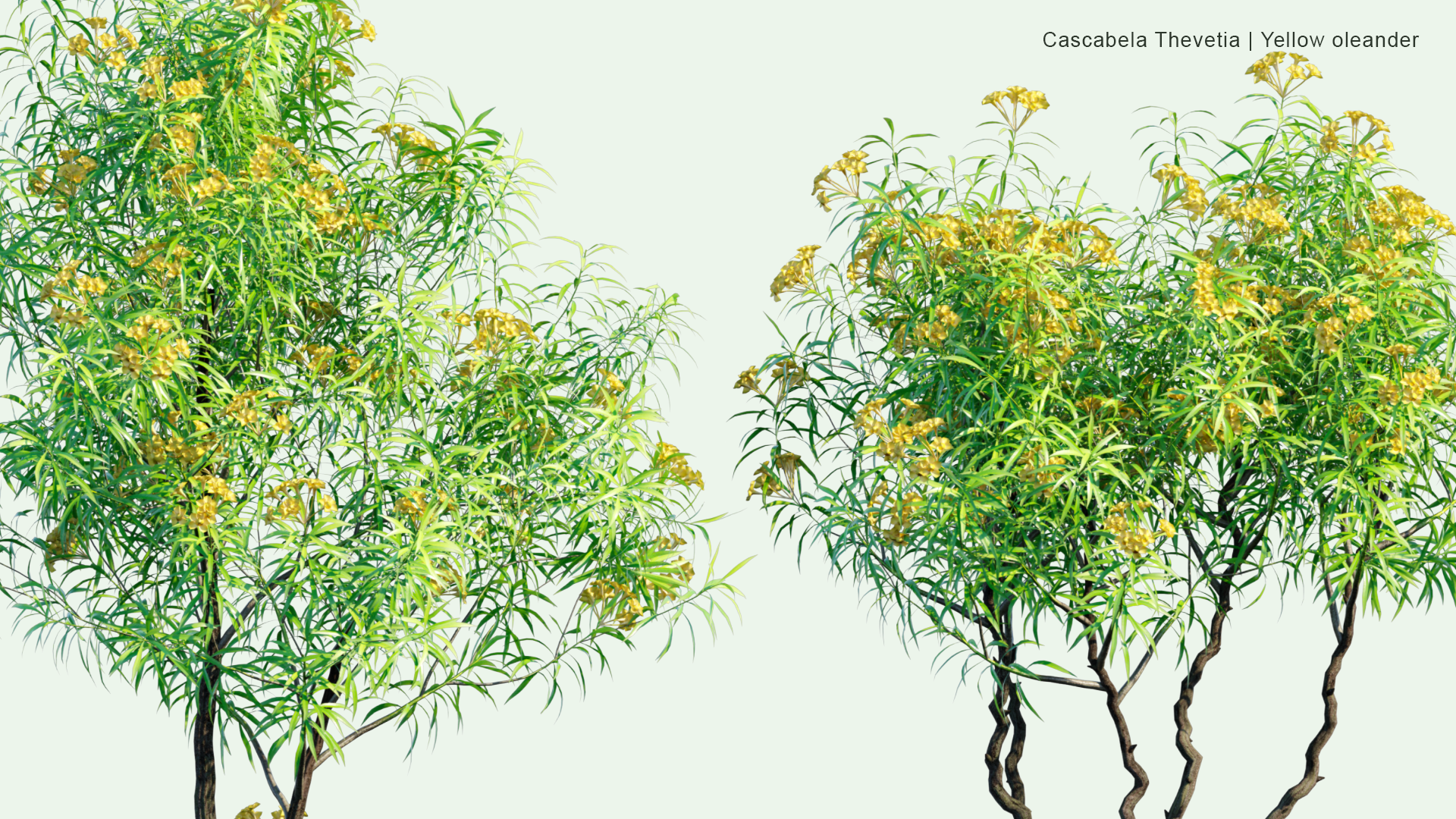 2D Cascabela Thevetia - Yellow Oleander